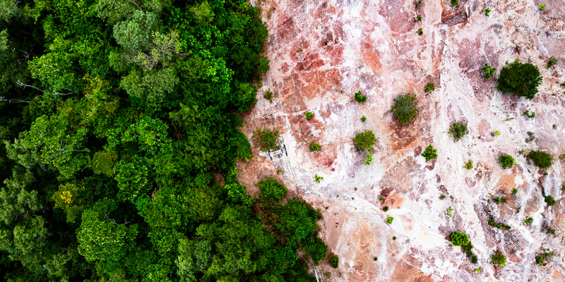 Deforestation: Global Environmental Crisis
