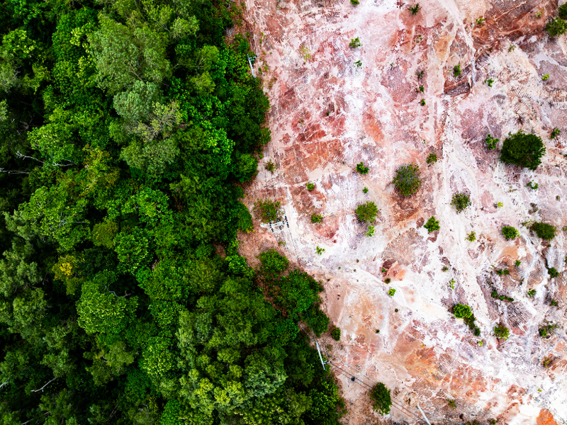 Deforestation: Global Environmental Crisis