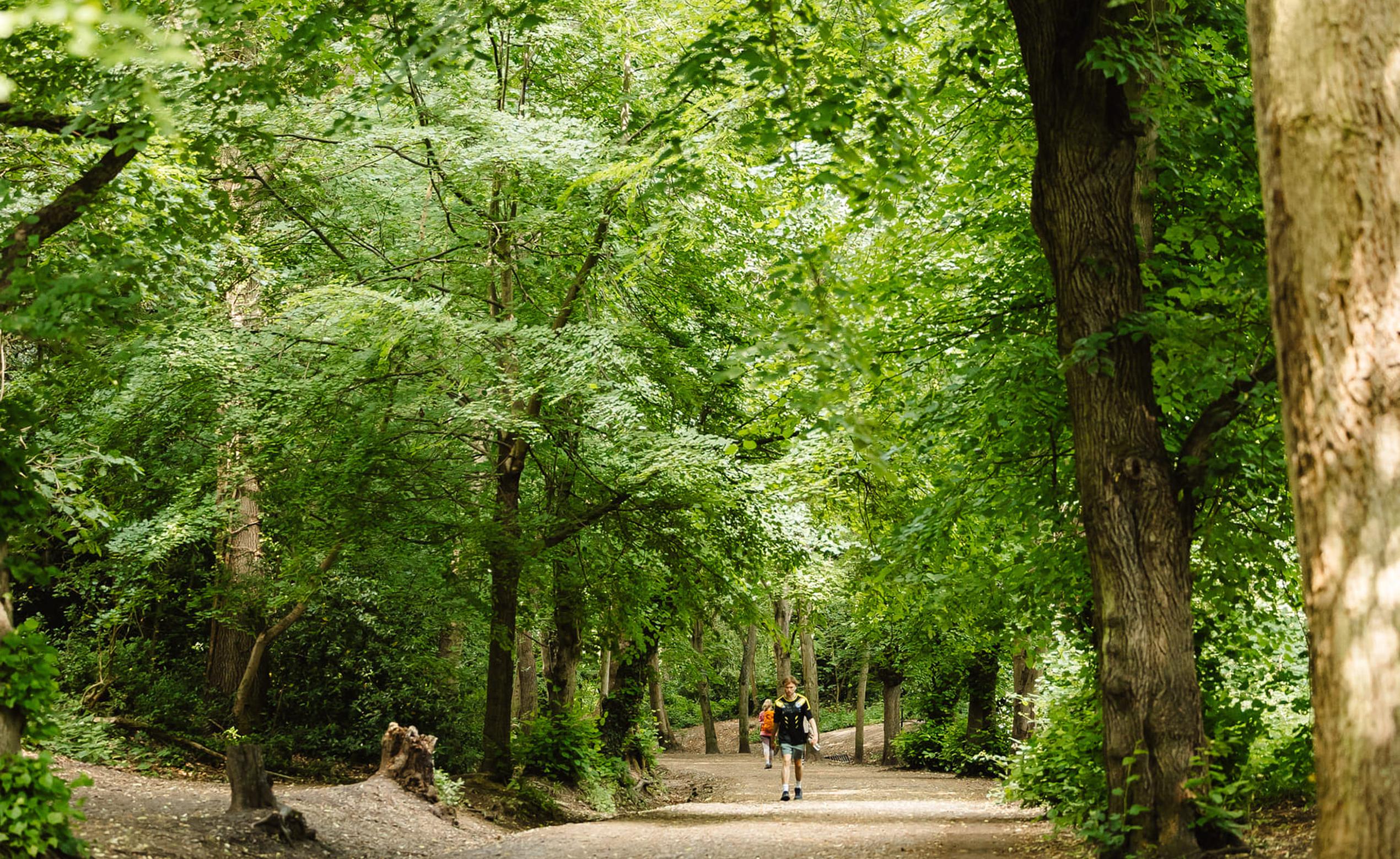A person walks along a sunlit forest path, surrounded by lush green trees arching overhead.