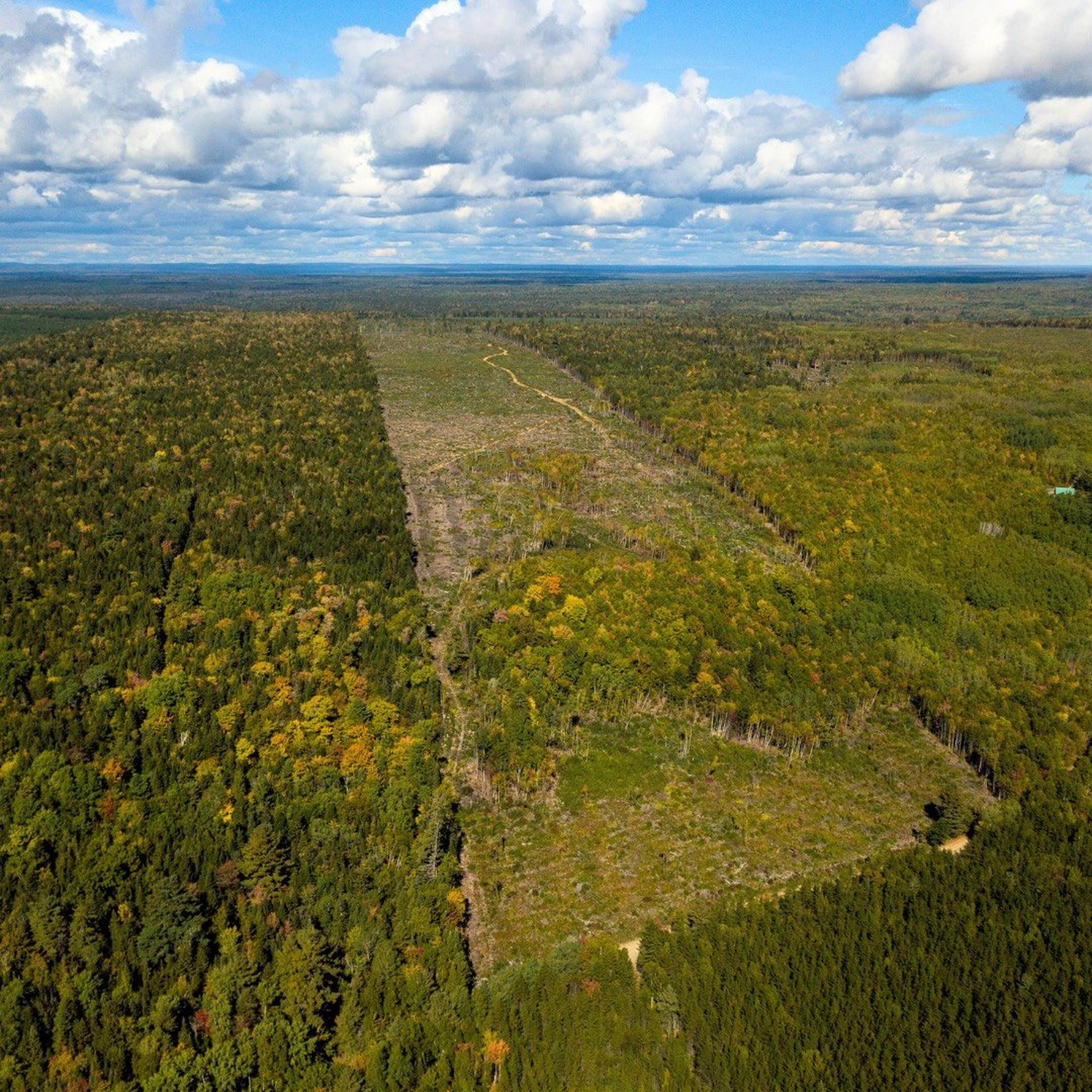 Policaro Smart Forest