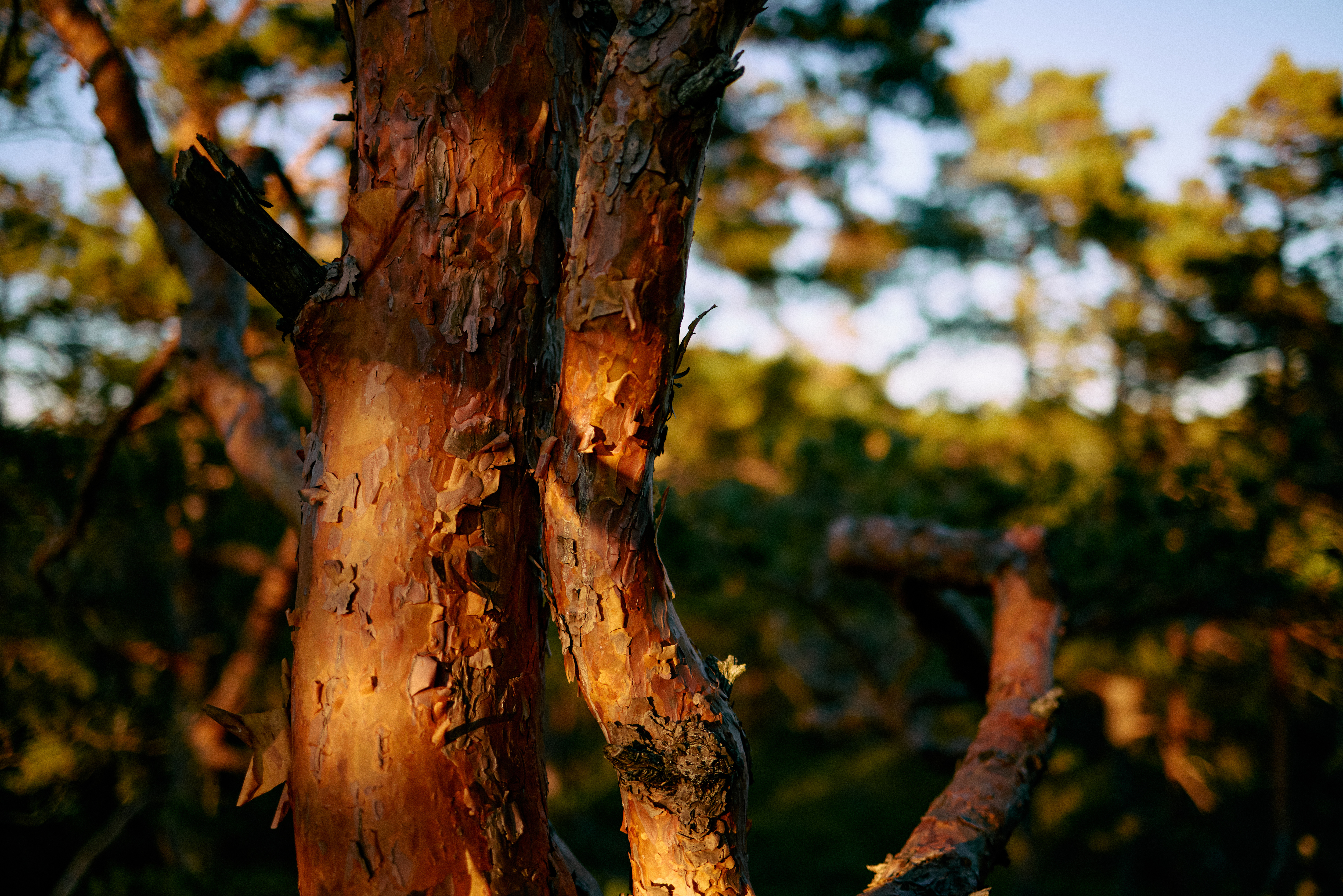A tree which reflects sustainability