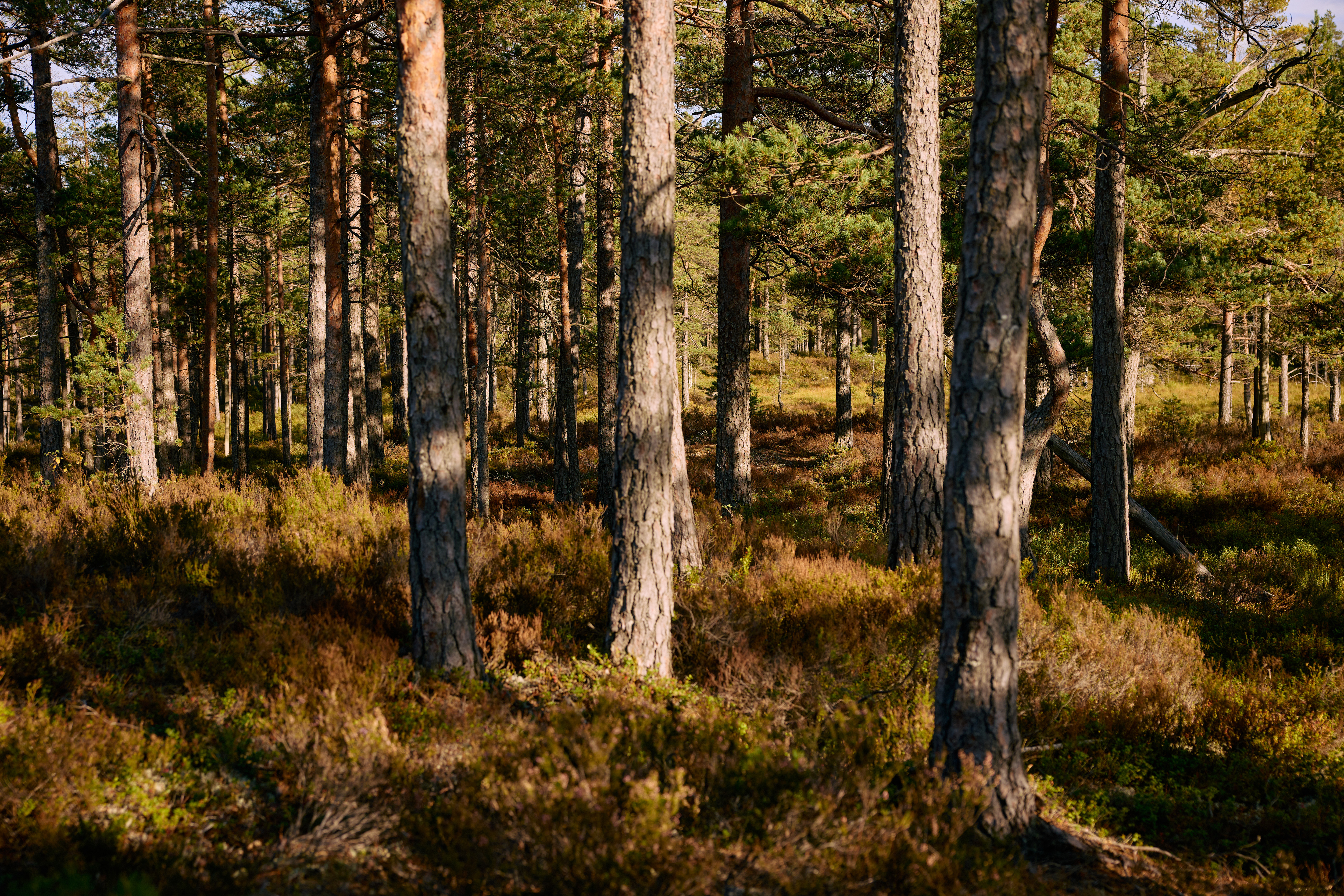 Natural wood flooring inspired by nature