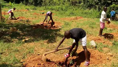 "Community tree planting project on reddish soil with several people digging holes in a grassy field" [G]