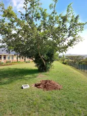 "Leafy green tree on Scott Bader grounds with freshly dug soil and memorial plaque on grassy landscape" [G]