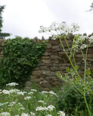 "Stone garden wall with white wildflowers and green foliage in a natural outdoor setting" [G]