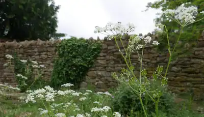 "Stone garden wall with white wildflowers and green foliage in a natural outdoor setting" [G]