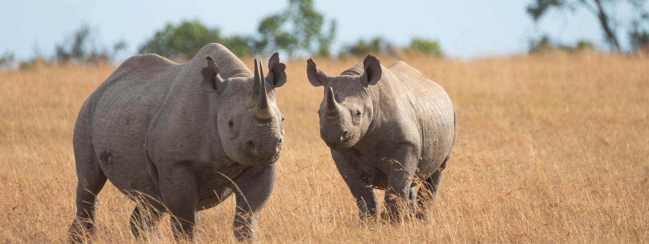 "Two rhinoceros standing in dry golden grassland against a blue sky background" [G]