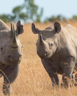 "Two rhinoceros standing in dry golden grassland against a blue sky background" [G]