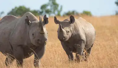 "Two rhinoceros standing in dry golden grassland against a blue sky background" [G]