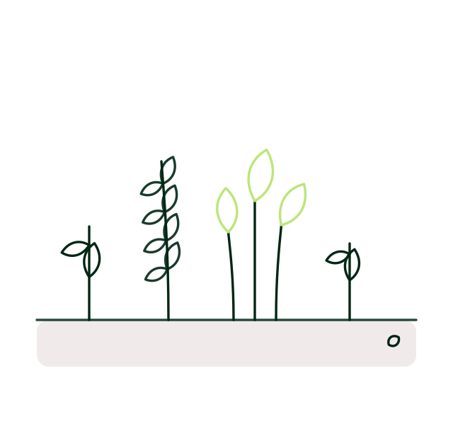 Cinq plantes de formes différentes poussant dans la même planche de culture