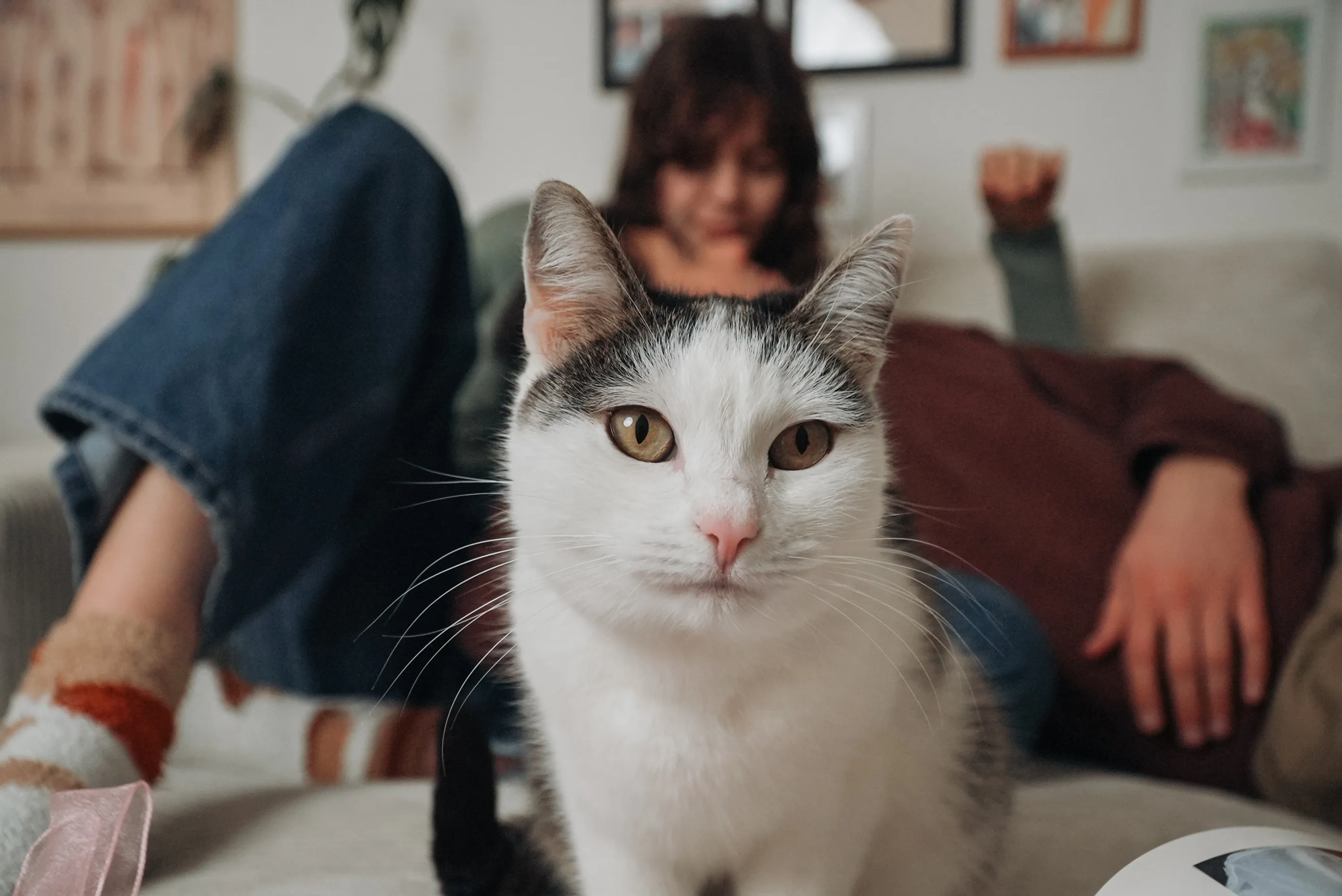 Nahaufnahme einer weiß-grauen Katze, die auf einem Sofa sitzt, während zwei Personen im unscharfen Hintergrund entspannen.