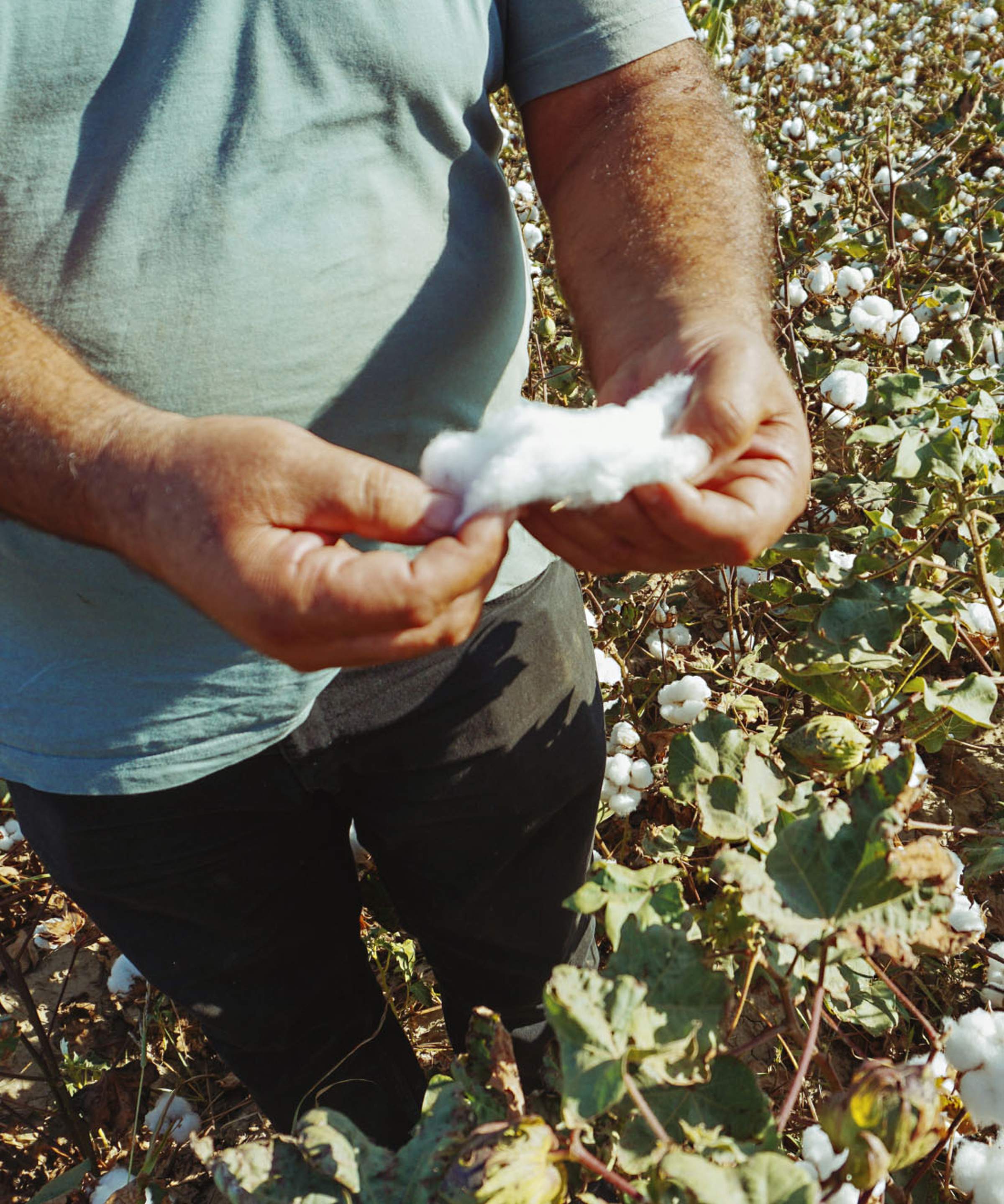 Person holding raw cotton in a field, surrounded by cotton plants, wearing a light blue shirt and dark pants.
