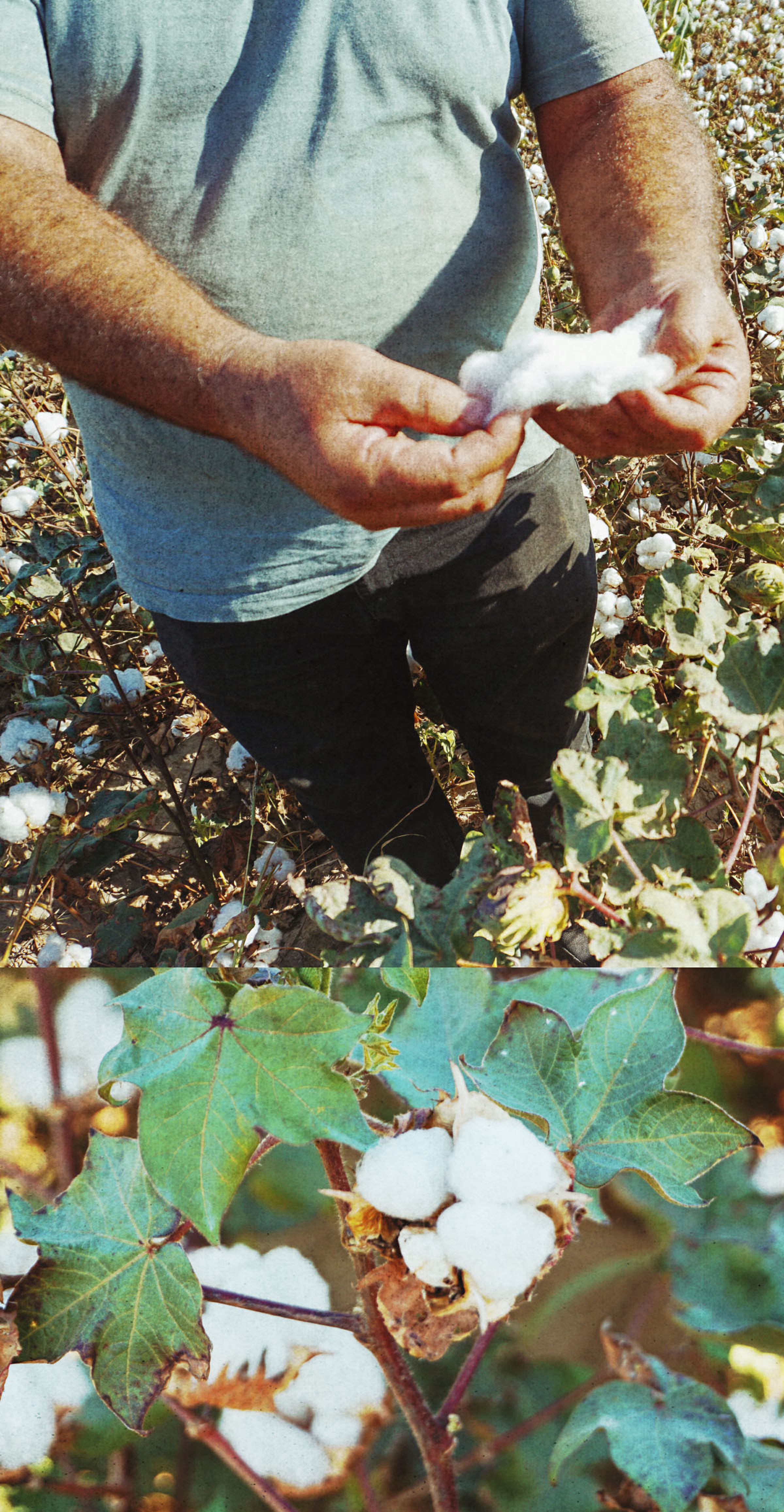 A person in a field holding raw cotton in their hands, surrounded by cotton plants with green leaves and white cotton bolls.