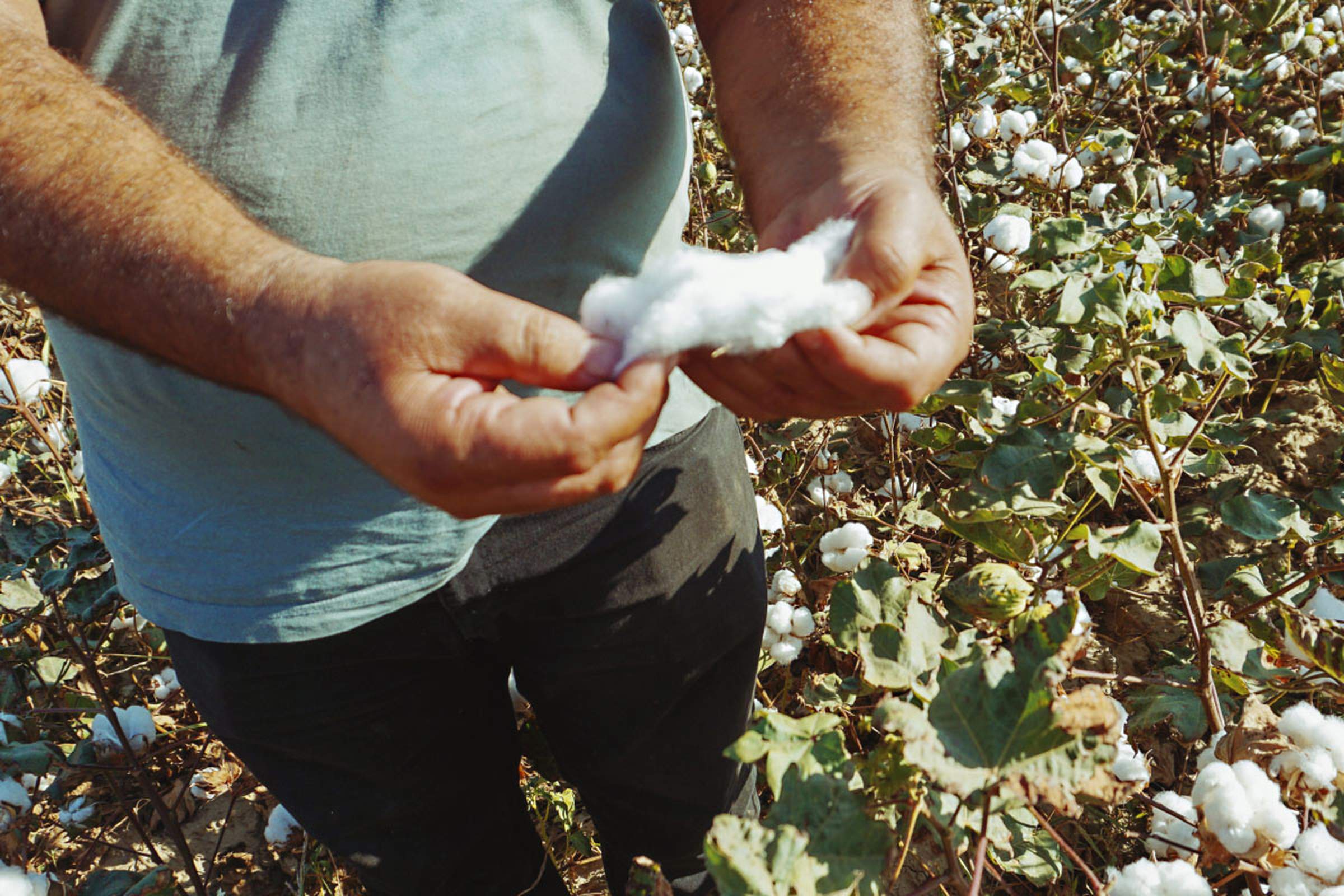 A person holds raw cotton in their hands, standing in a cotton field with green leaves and white cotton bolls.