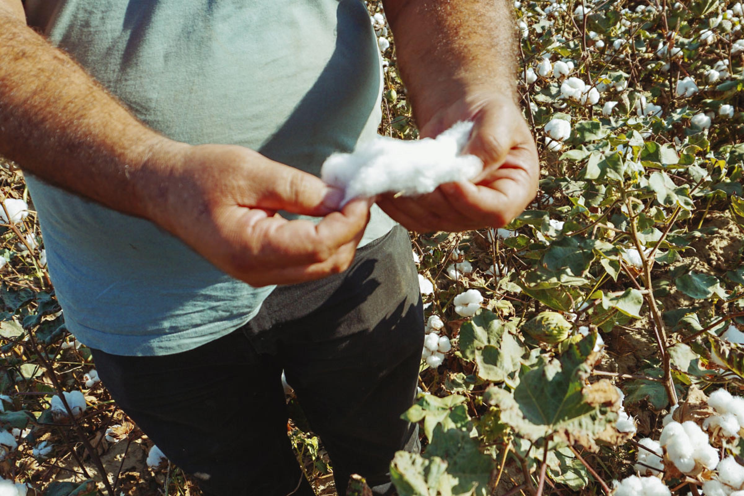 A person holds raw cotton in their hands, standing in a cotton field with green leaves and white cotton bolls.
