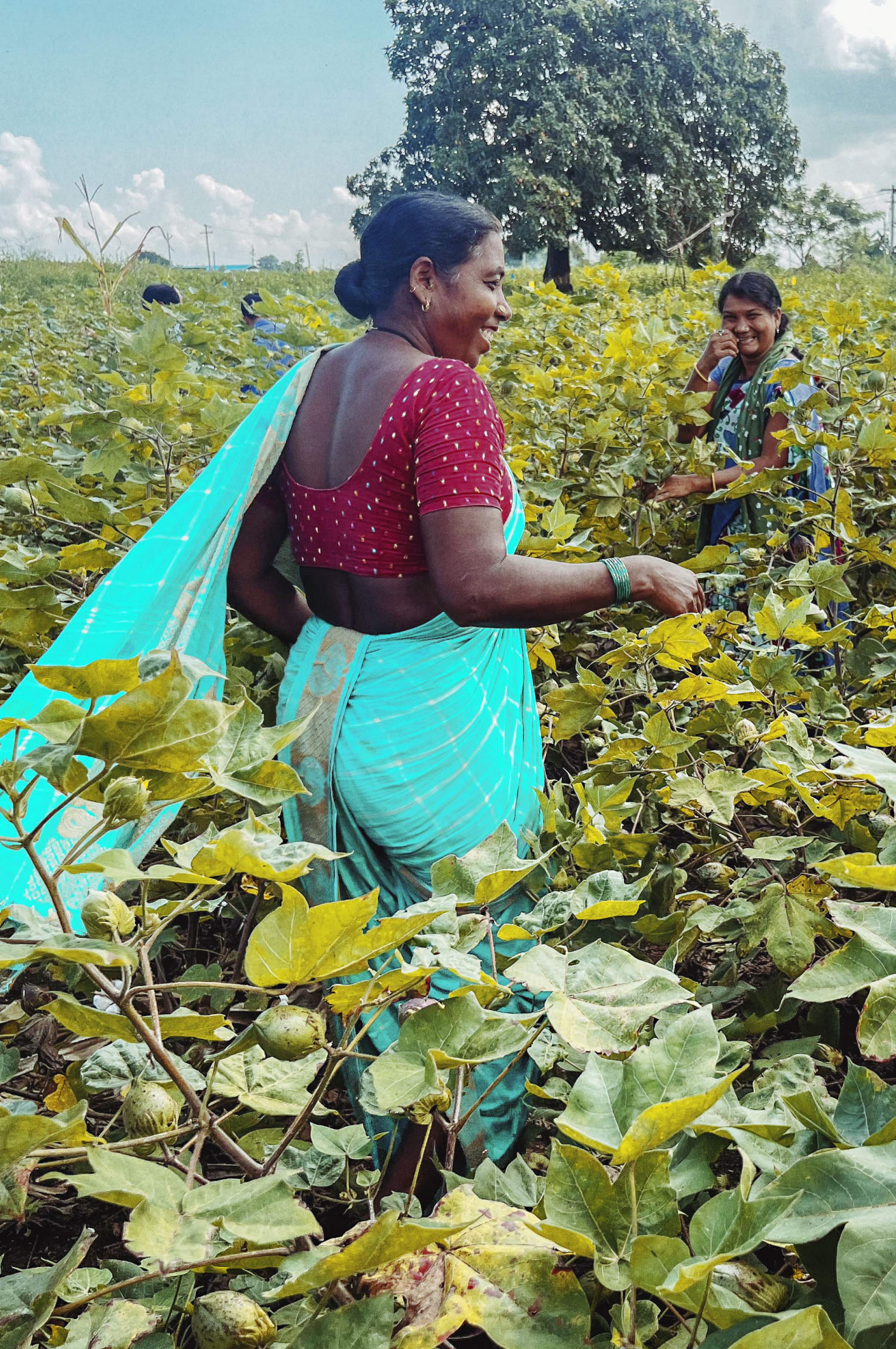 Women in colorful saris smiling and picking cotton in a lush green field under a blue sky.
