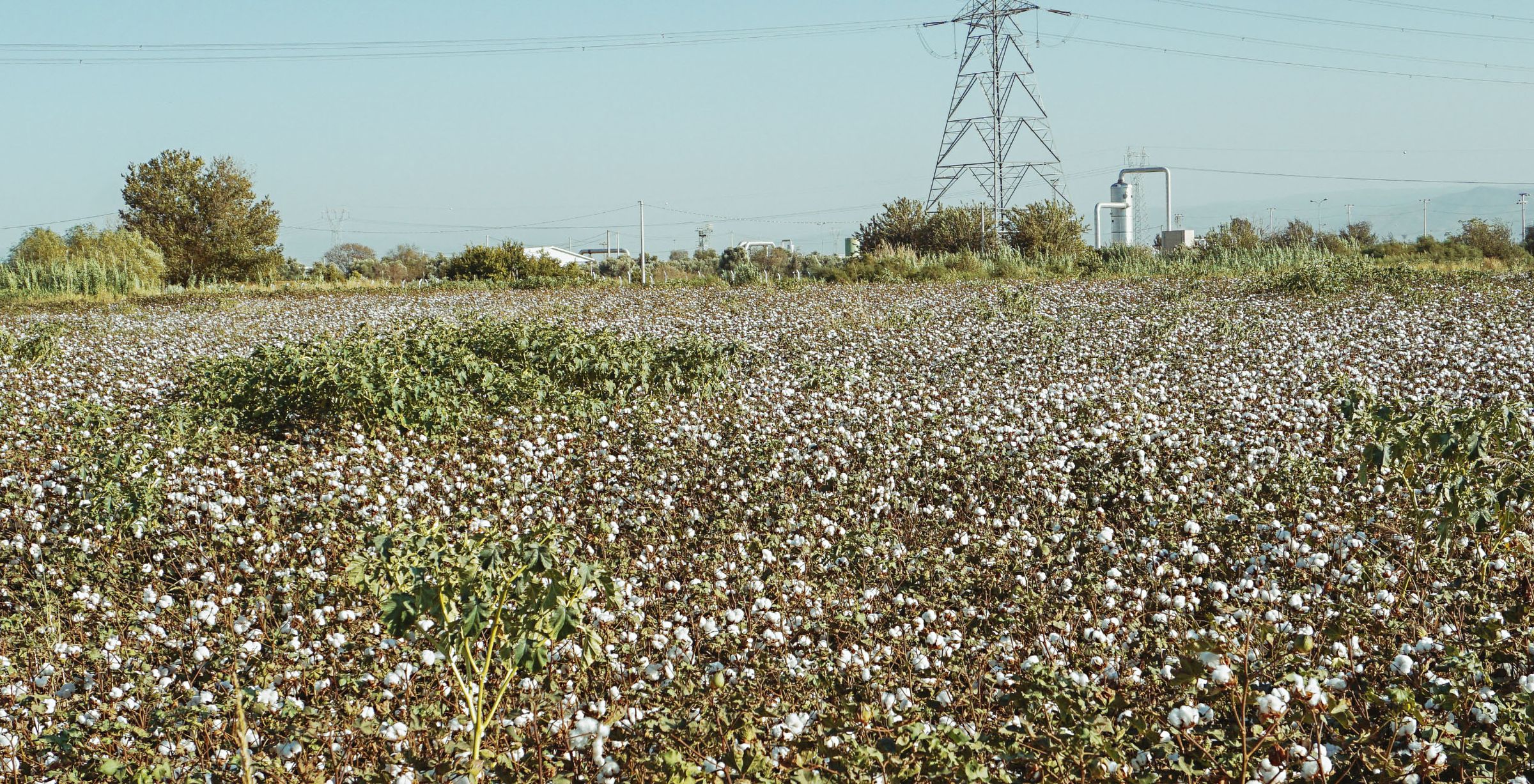 A vast cotton field with fluffy white bolls under a clear sky, power lines, and a distant industrial structure in the background.
