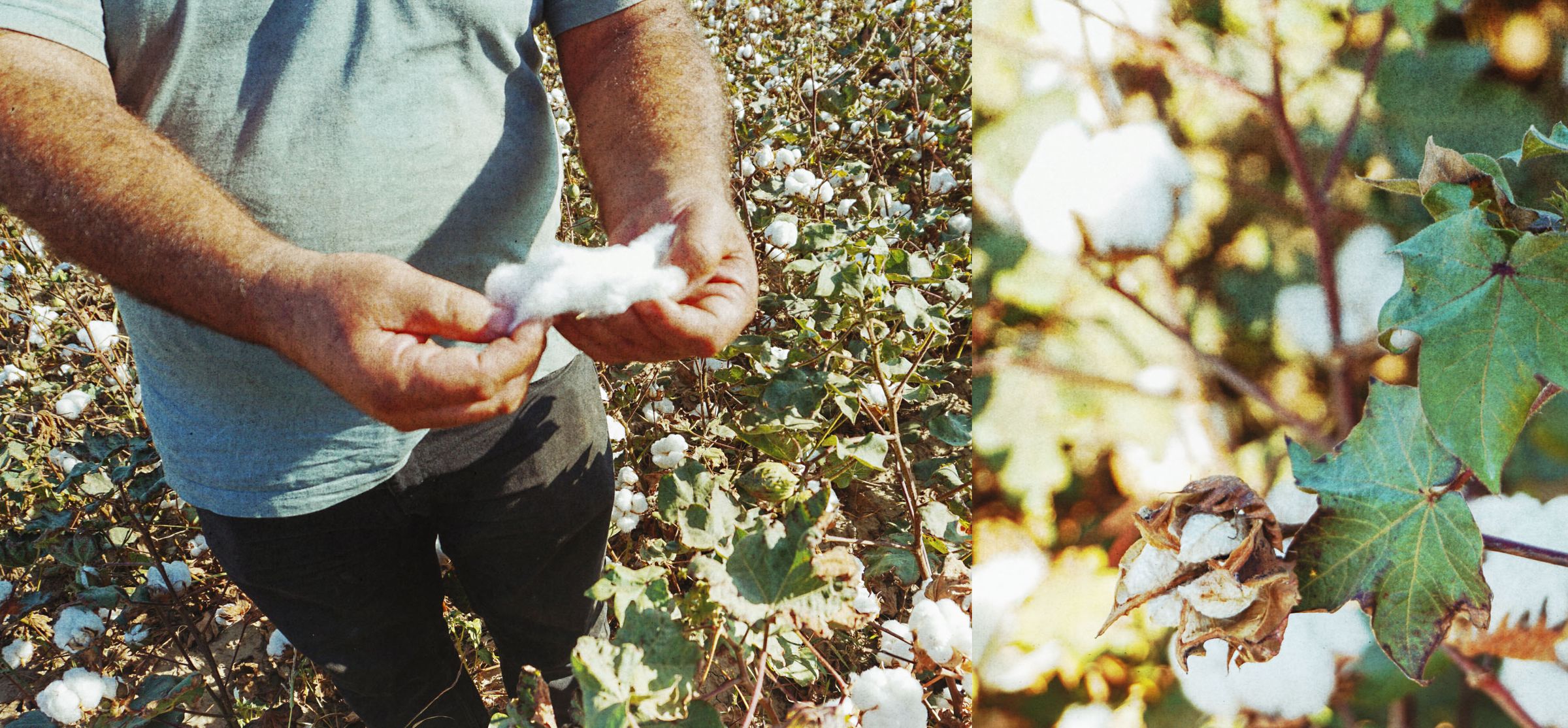 A person holds raw cotton in a field, with cotton plants and leaves visible. Close-up of cotton bolls on the right.