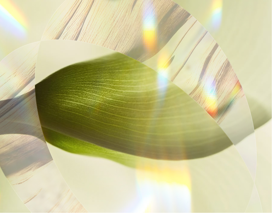 Abstract composition featuring a green leaf texture with overlapping translucent layers and rainbow light effects.