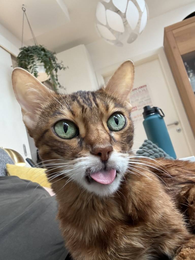Bengal cat with green eyes and tongue out, sitting indoors on a couch. Background includes a plant and a blue water bottle.