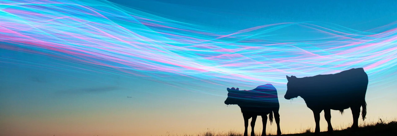 cows-under-light-stripes