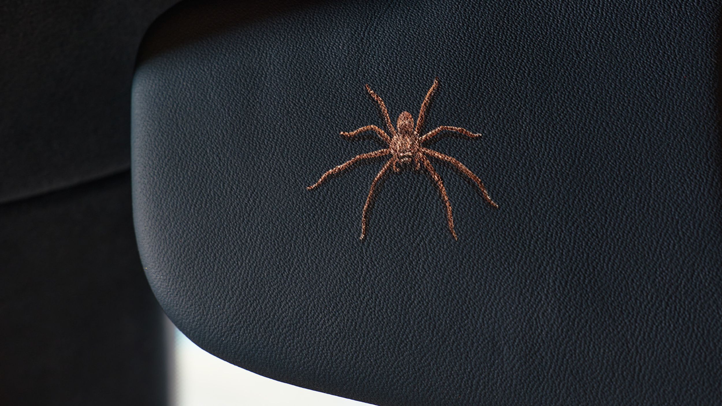 Decal of a huntsman spider.
