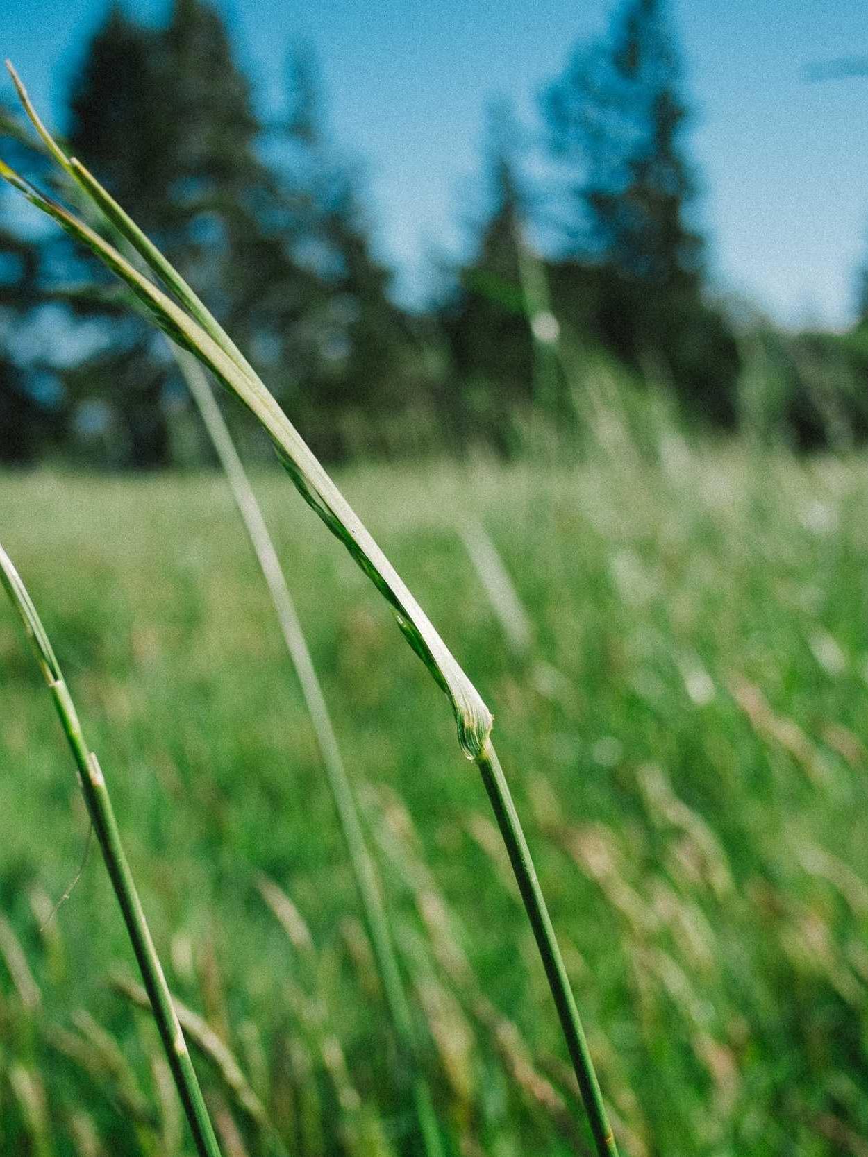 Close-up of tall grass swaying in a lush green field with blurred trees and a clear blue sky in the background.
