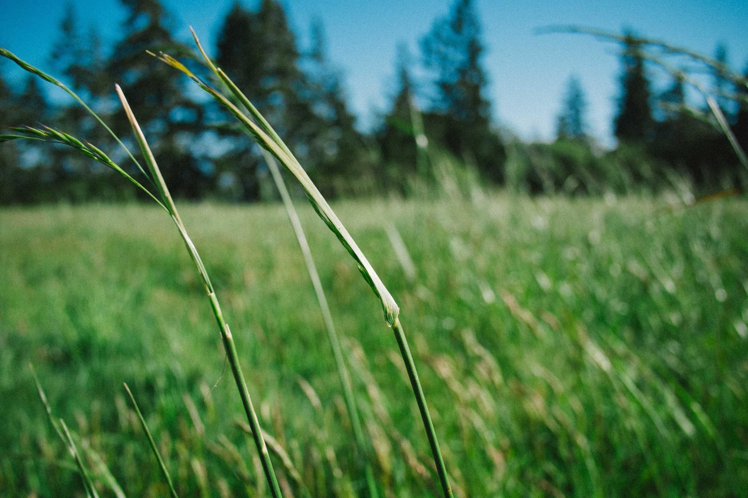Close-up of tall grass swaying in a lush green field with blurred trees and a clear blue sky in the background.