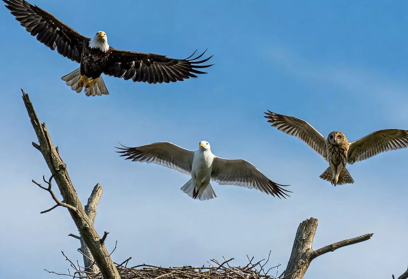 Three birds, including a bald eagle, seagull, and owl, soar above a nest on a leafless tree against a clear blue sky.