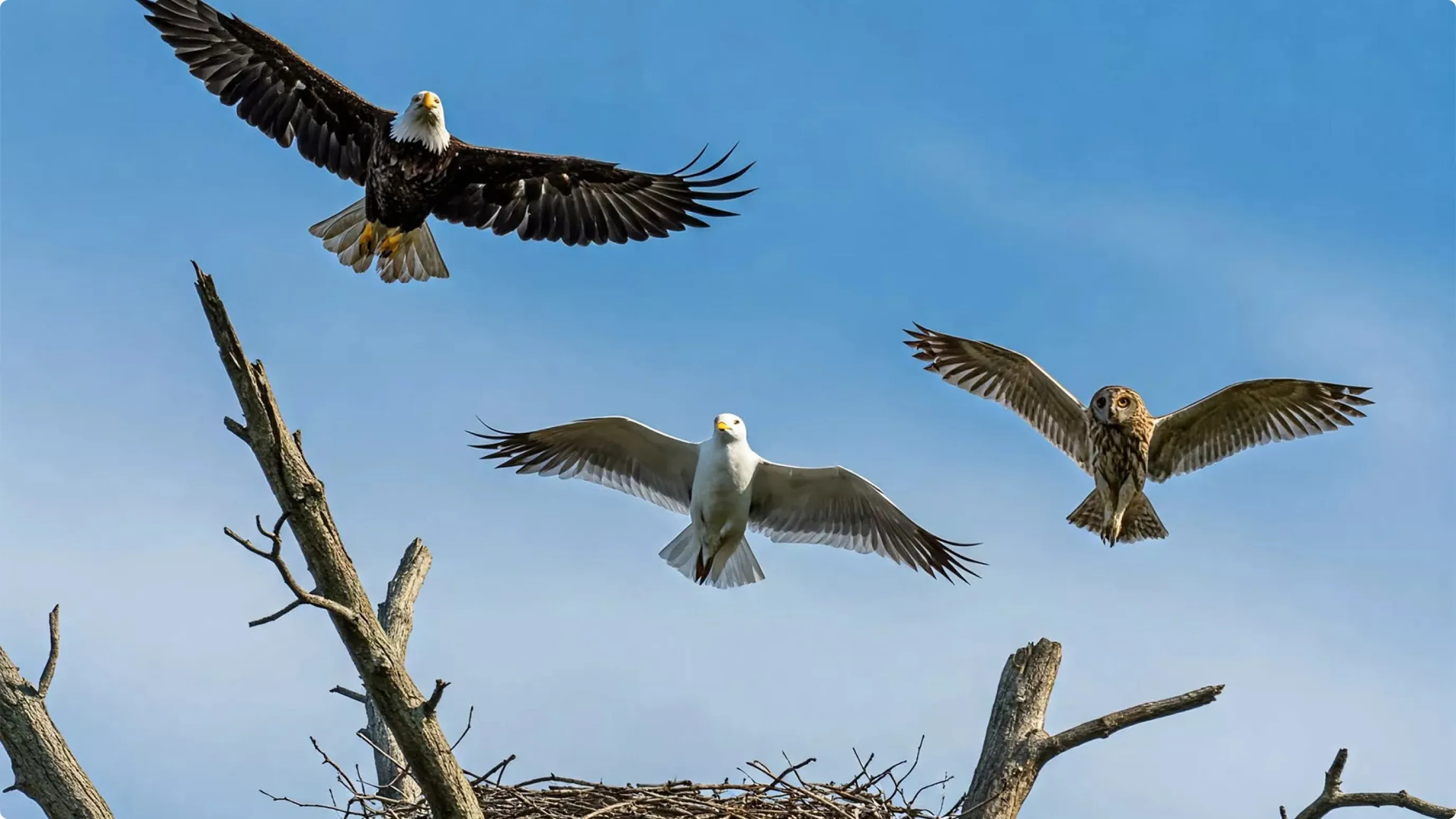 Three birds, including a bald eagle, seagull, and owl, soar above a nest on a leafless tree against a clear blue sky.