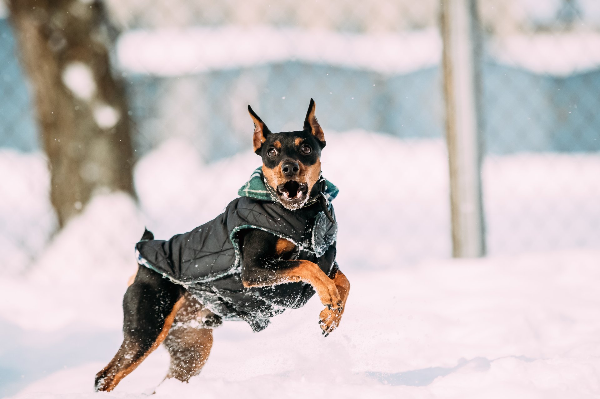 Winterjasjes voor de hond