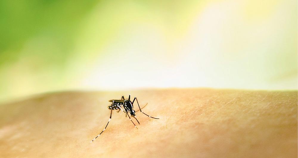 Westnijlvirus in België: vier vragen beantwoord