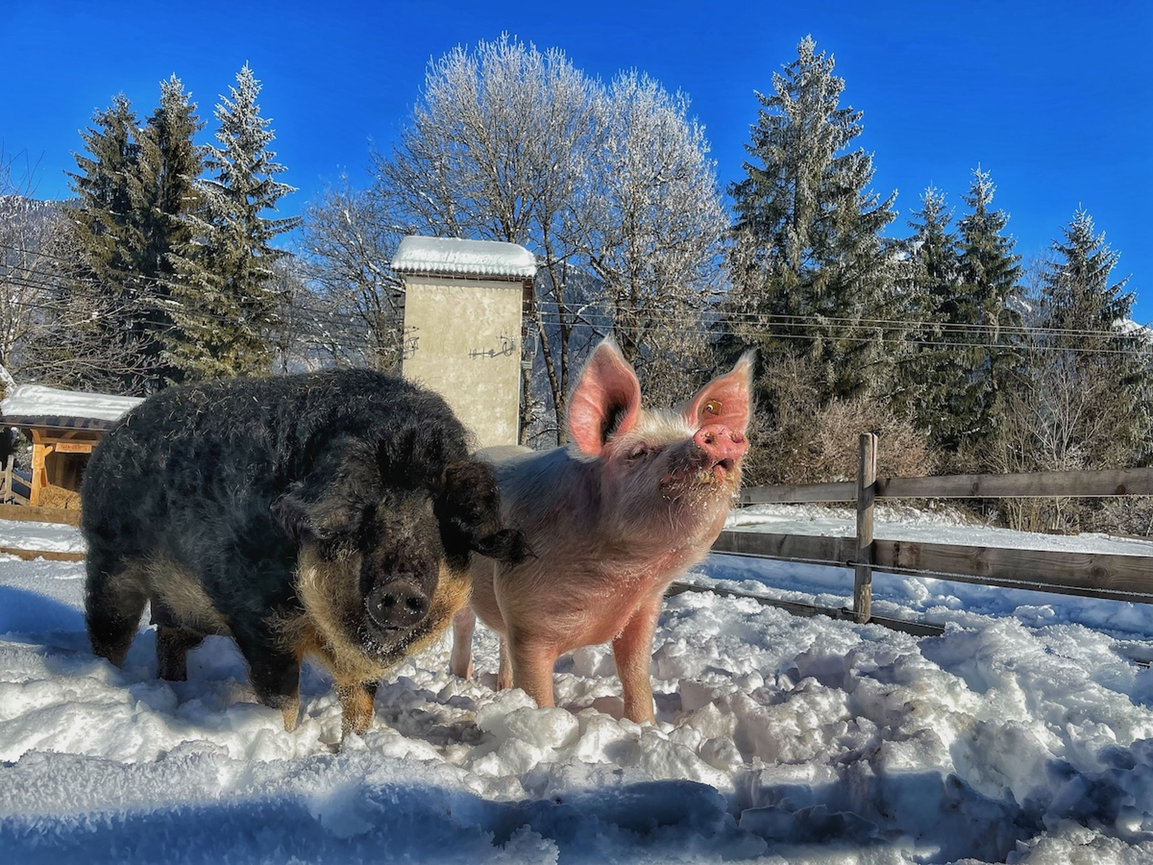 Unsere Schweine am Kraftplatz