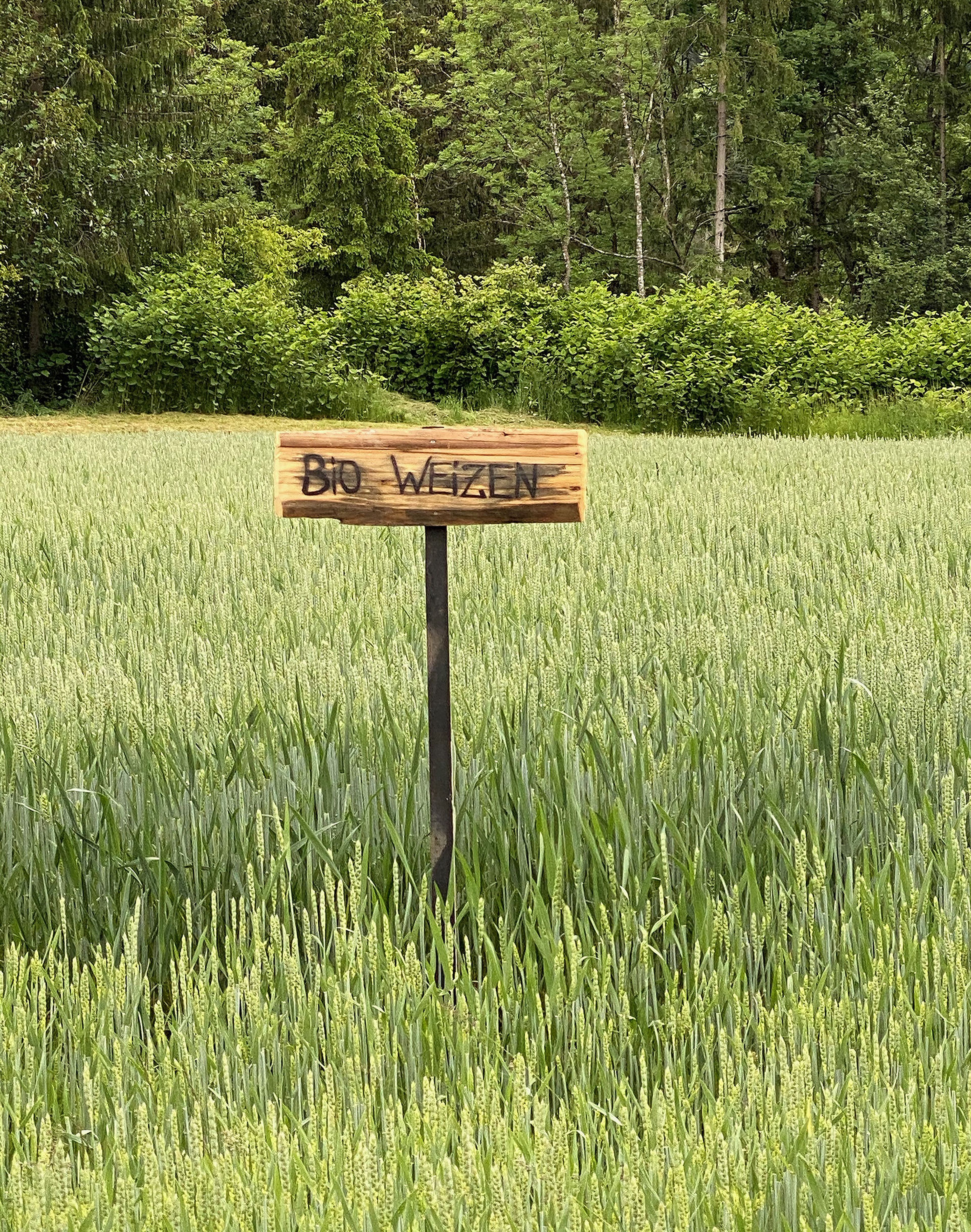 Ein Holzschild mit der Aufschrift „Bio Weizen“ steht in einem sattgrünen Weizenfeld, im Hintergrund von dichten Bäumen gesäumt.