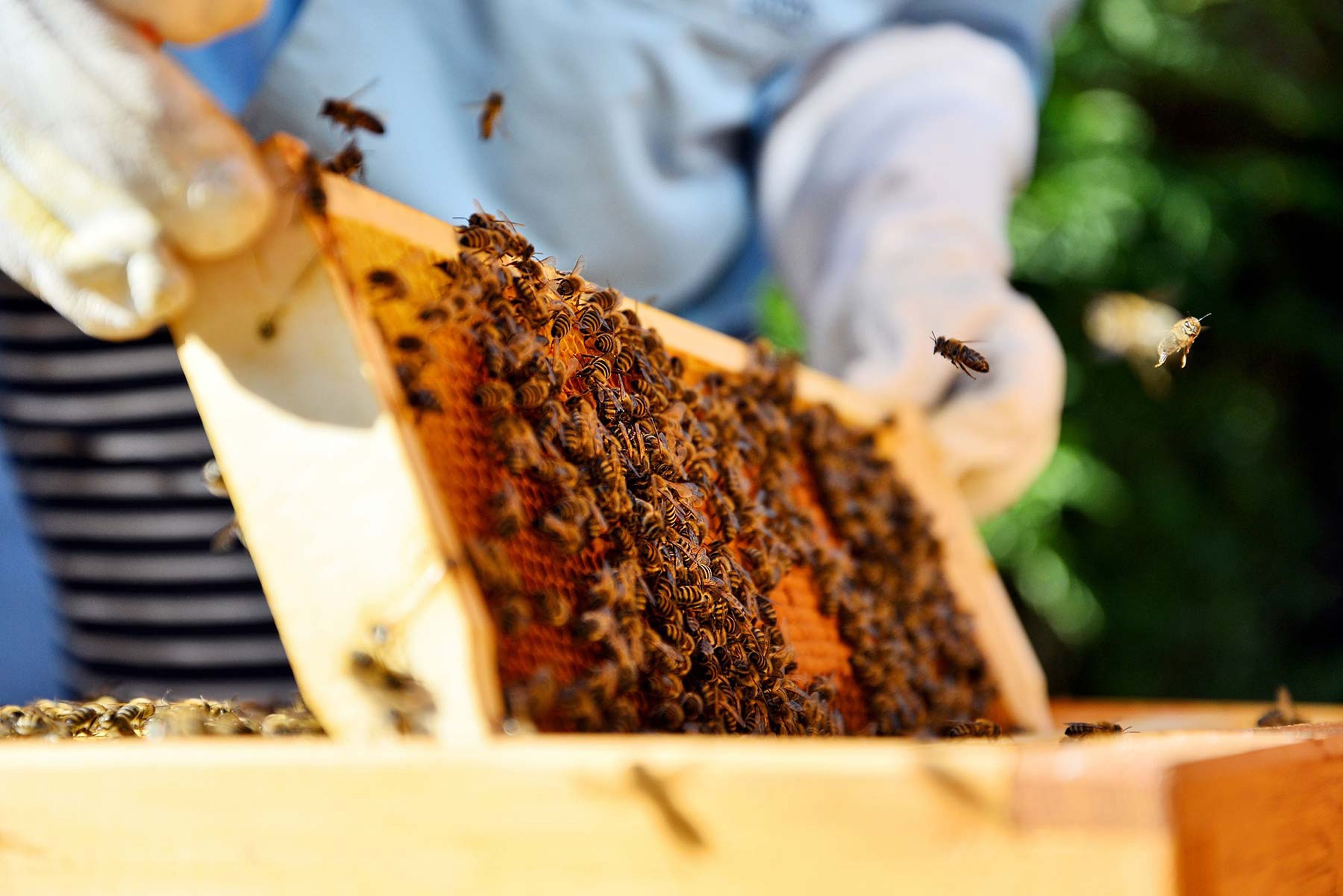 Ein Imker in Schutzkleidung hält im Freien im hellen Sonnenlicht einen mit Bienen bedeckten Holzrahmen, während weitere Bienen umherfliegen.