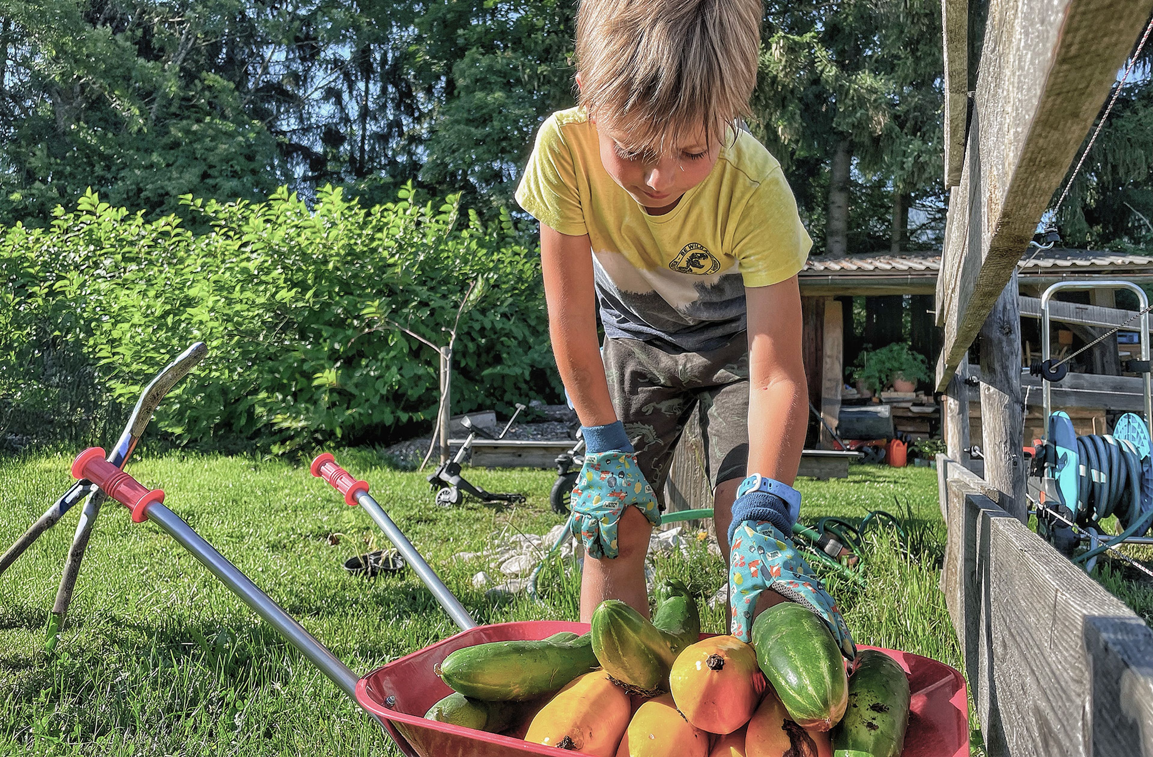 Kind im Garten legt mit Handschuhen Gurken und Papayas in eine Schubkarre. Im Hintergrund sind Grünpflanzen und eine Holzkonstruktion zu sehen.