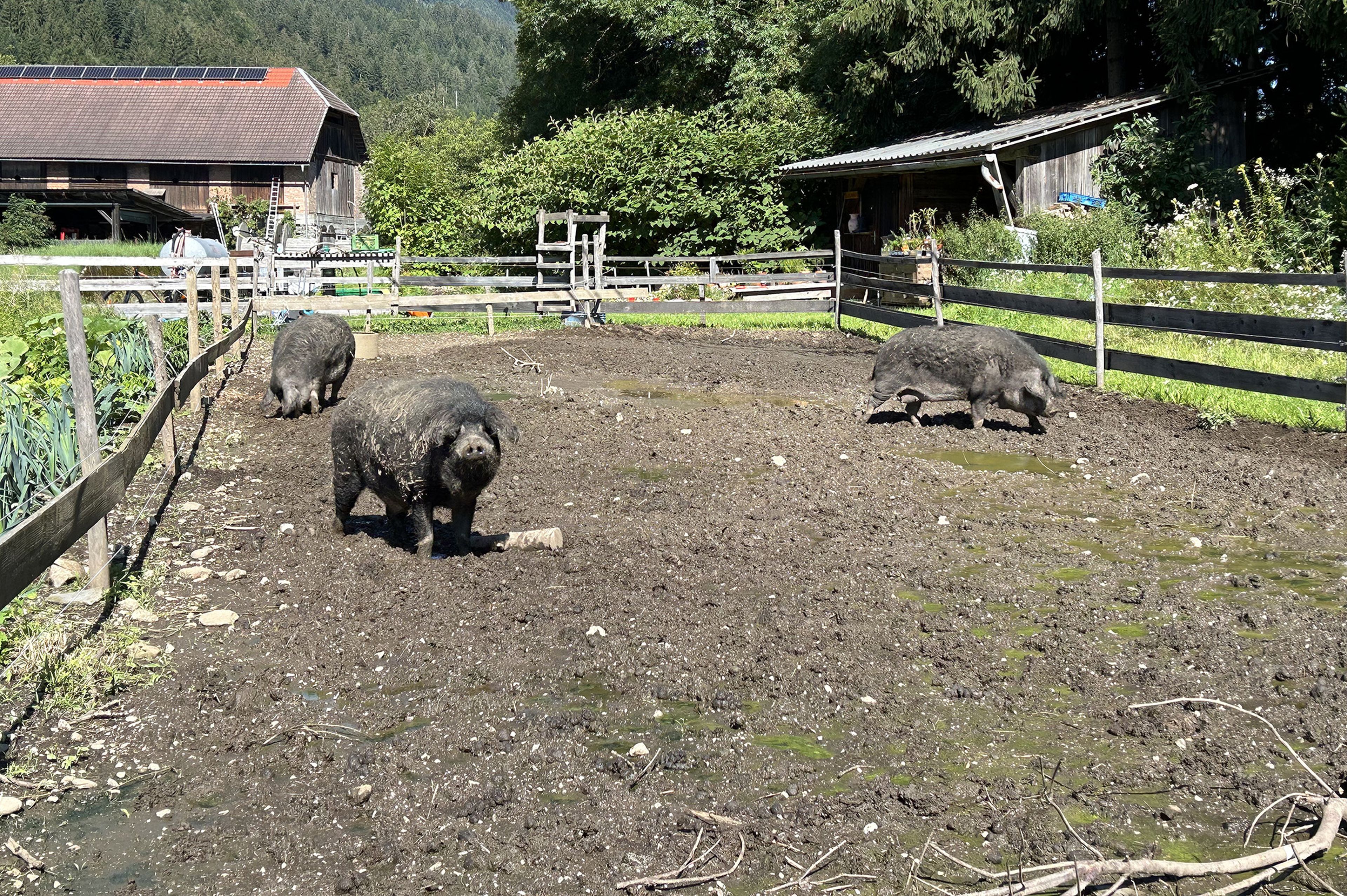 Drei Schweine streifen durch einen schlammigen Pferch, der von Holzzäunen umgeben ist, mit rustikalen Scheunen und üppigem Grün im Hintergrund.