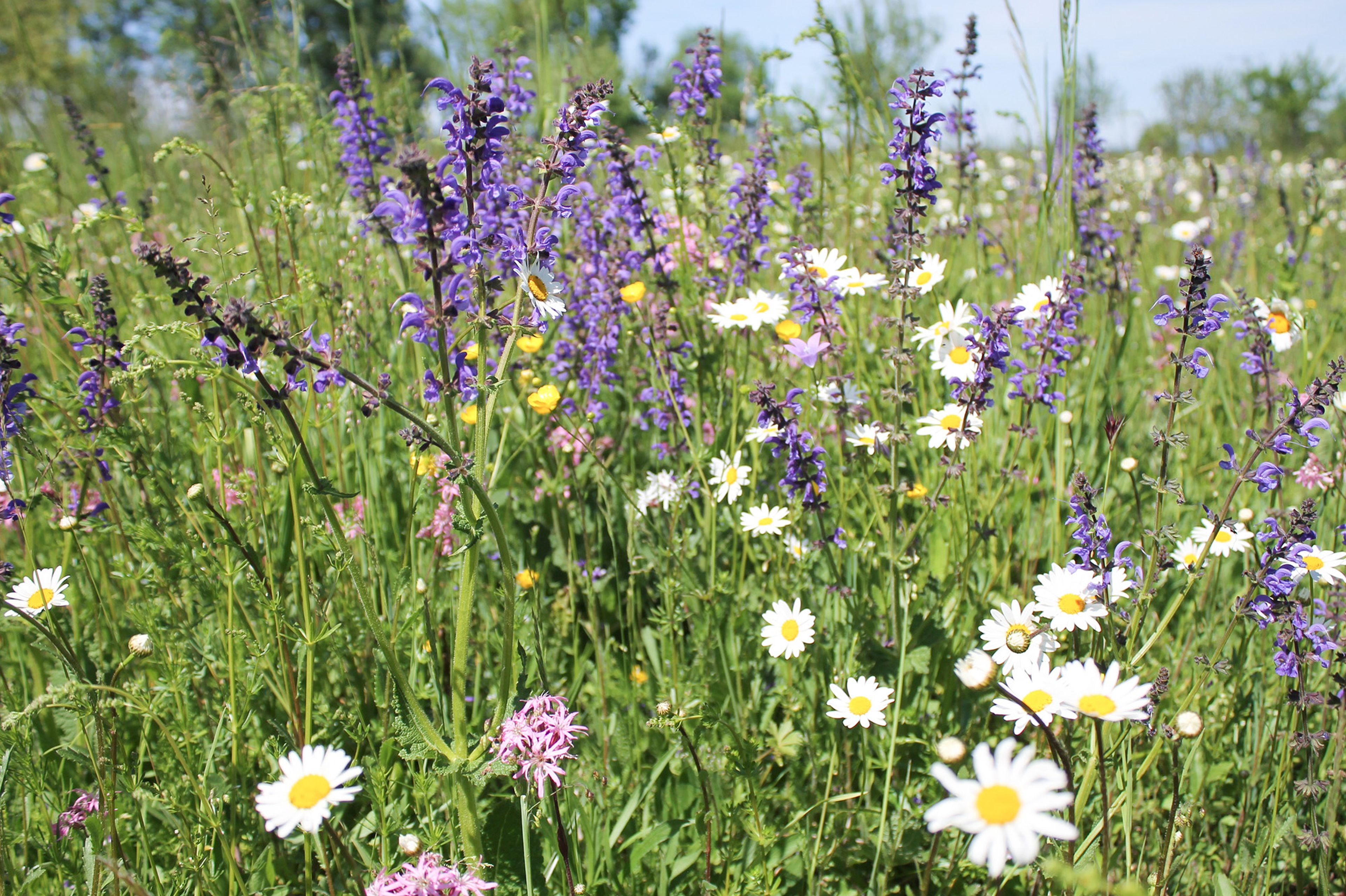 Blühende Wiese mit verschiedenen Kräutern und Blumen