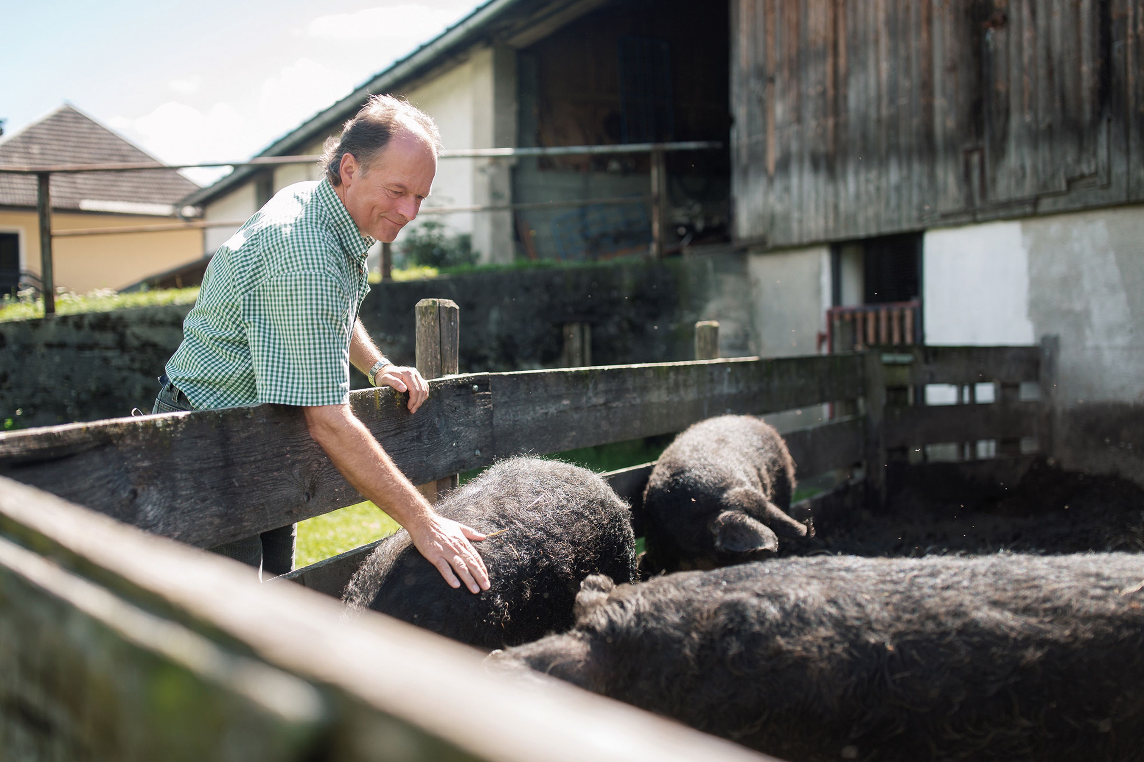 Hans Steinwender streichelt seine Schweine, im Freien