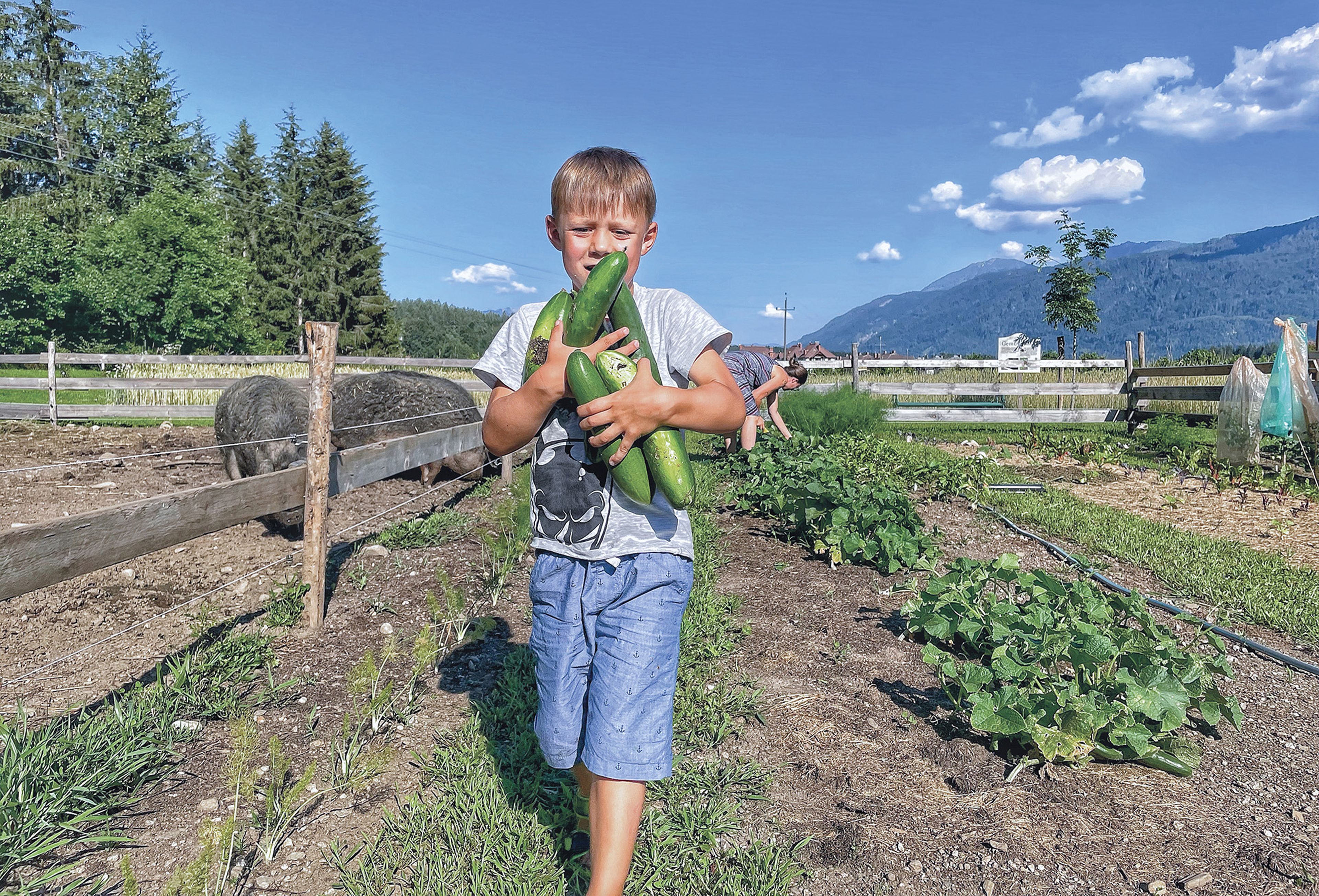 Steinwender Junior trägt große Gurken in einem sonnigen Garten, mit Bergen und einem klaren blauen Himmel im Hintergrund.