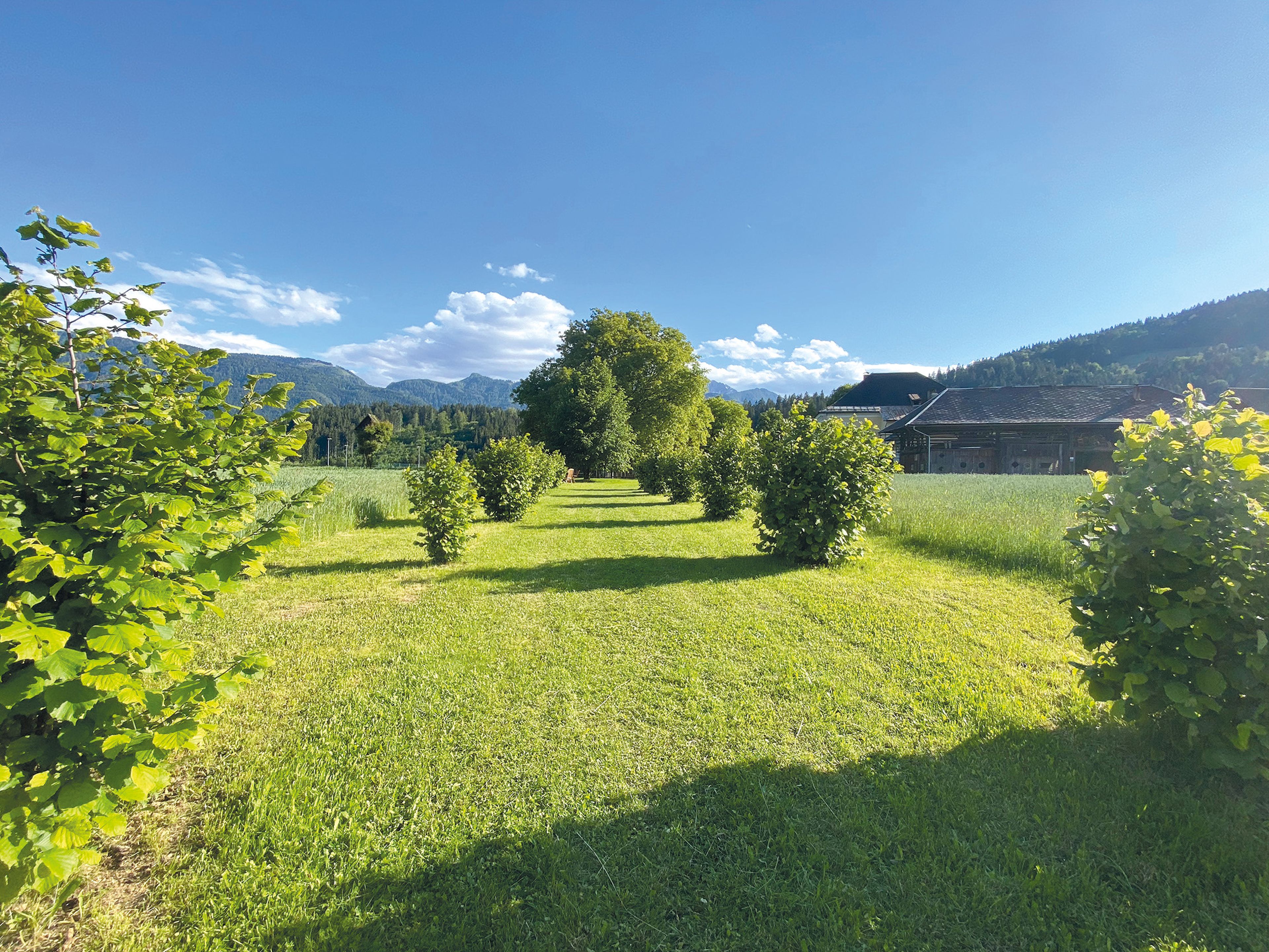 Ein üppig grüner, von kleinen Bäumen gesäumter Weg führt zum Lerchenhof Kesn. vor der Kulisse von Bergen und einem klaren blauen Himmel.
