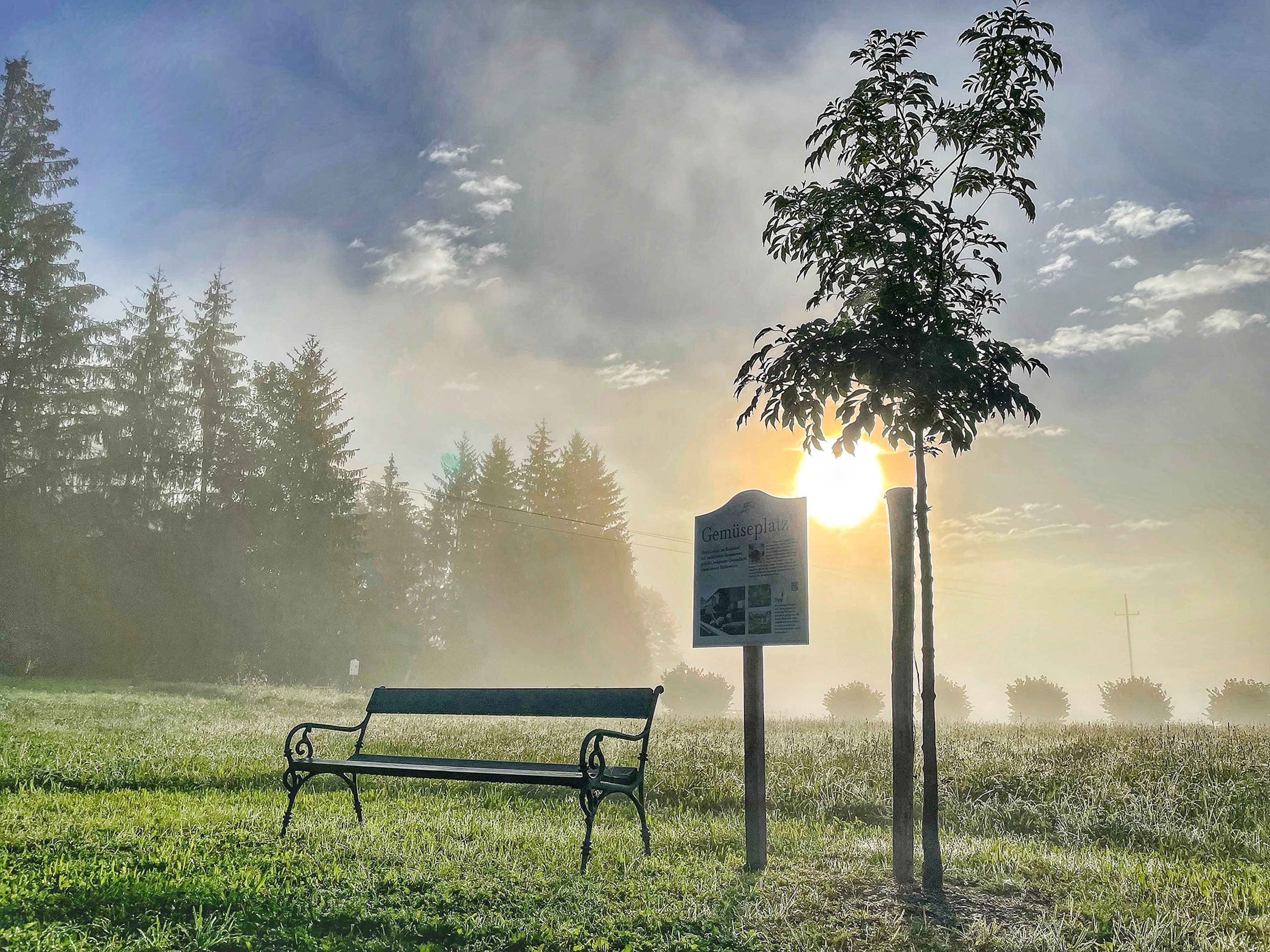 Eine neblige Parkszene bei Sonnenaufgang mit einer Bank, einem Baum und einem Schild. Sonnenlicht dringt durch den Nebel und wirft sanftes Licht auf das Gras.