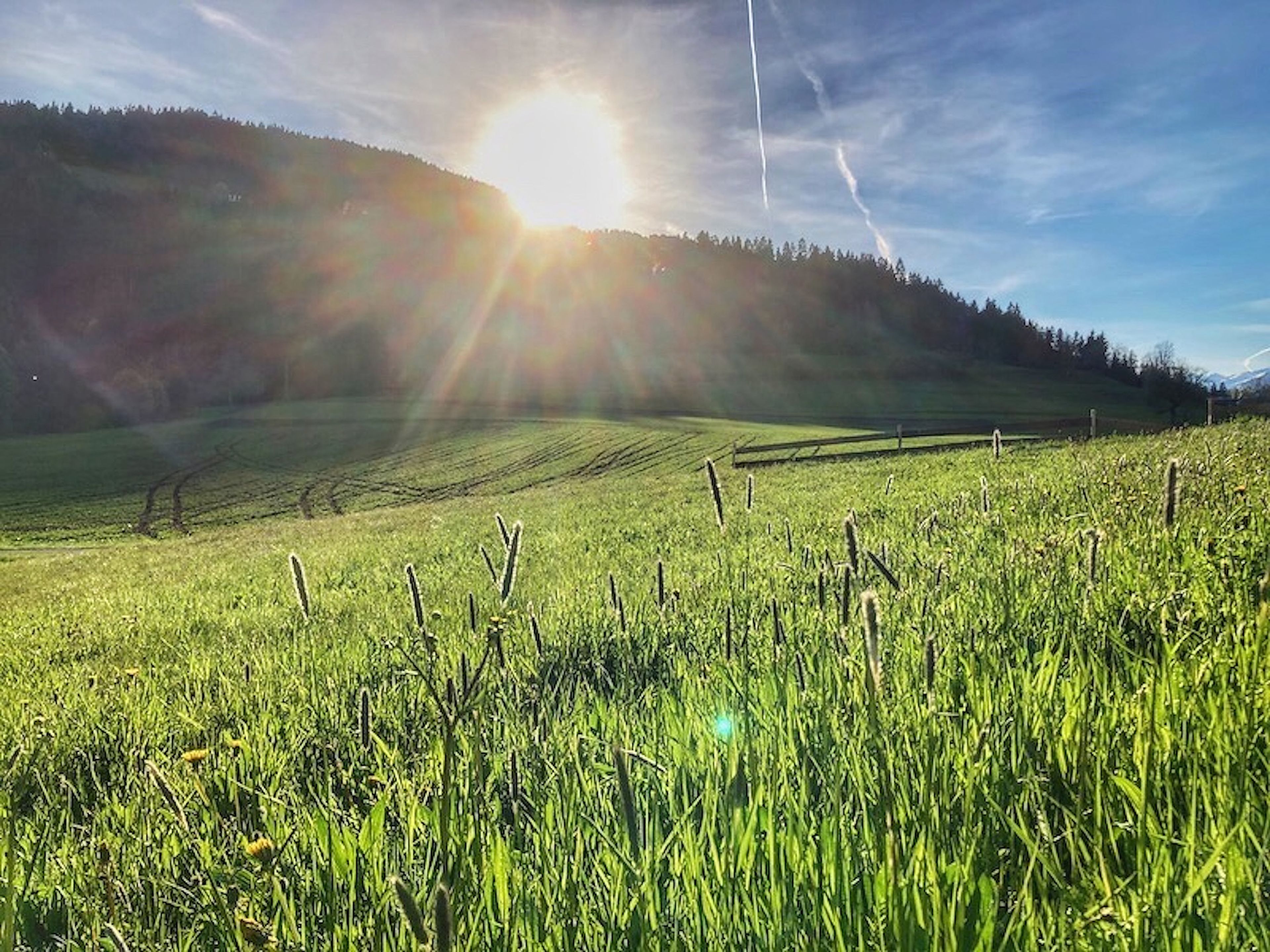 Sun shining over a lush green field with tall grass and distant hills, under a clear blue sky with a visible contrail.