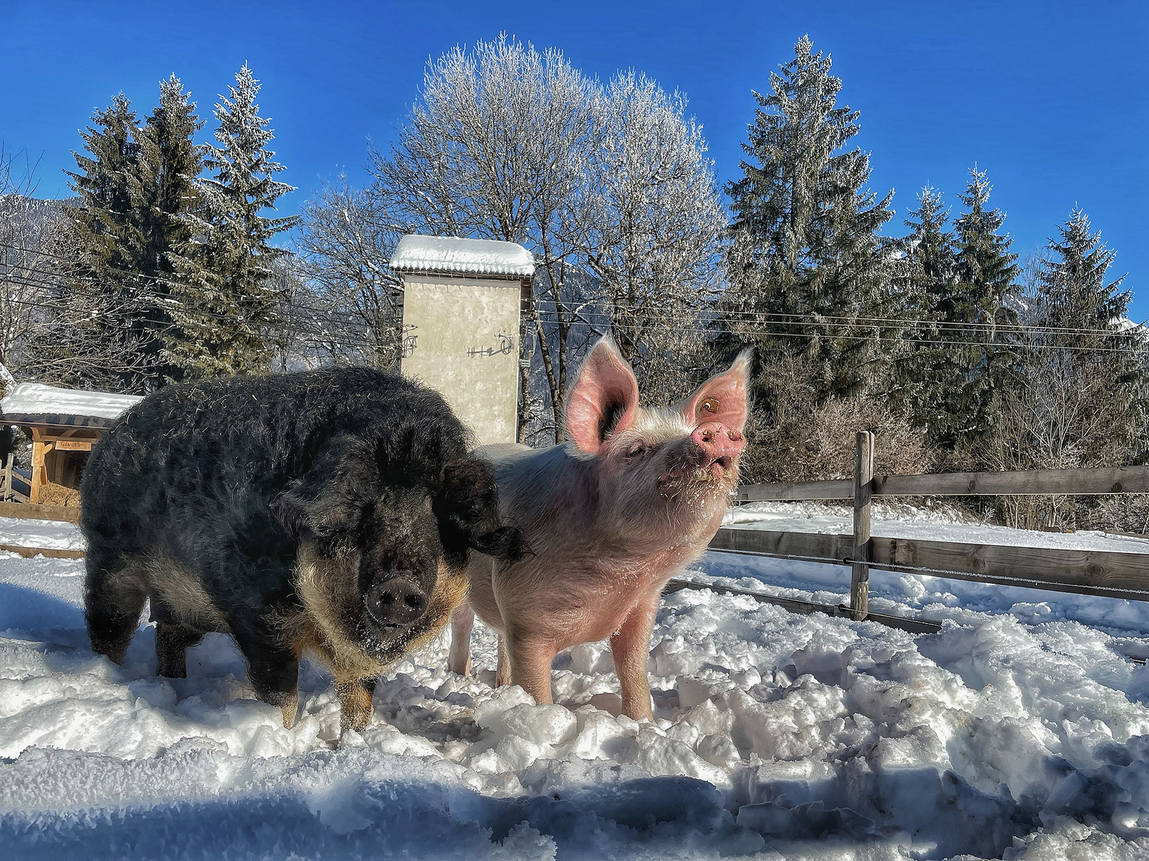 Zwei Schweine, ein schwarzes und ein rosafarbenes, stehen in einem verschneiten Hof mit Bäumen und einem Holzzaun unter einem klaren blauen Himmel.