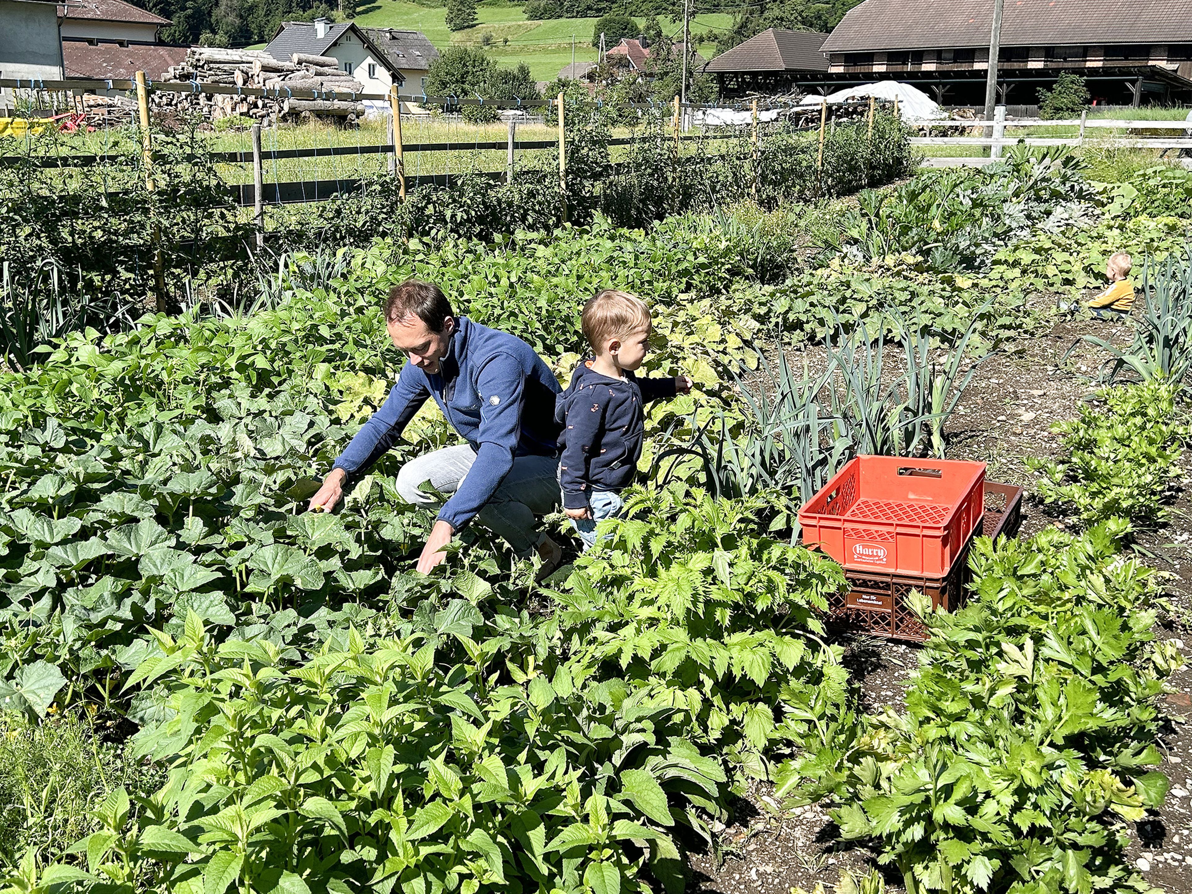Ein Mann und ein Kind ernten Gemüse in einem üppigen Garten. In der Nähe steht eine rote Kiste, im Hintergrund sind ländliche Gebäude und viel Grün zu sehen.