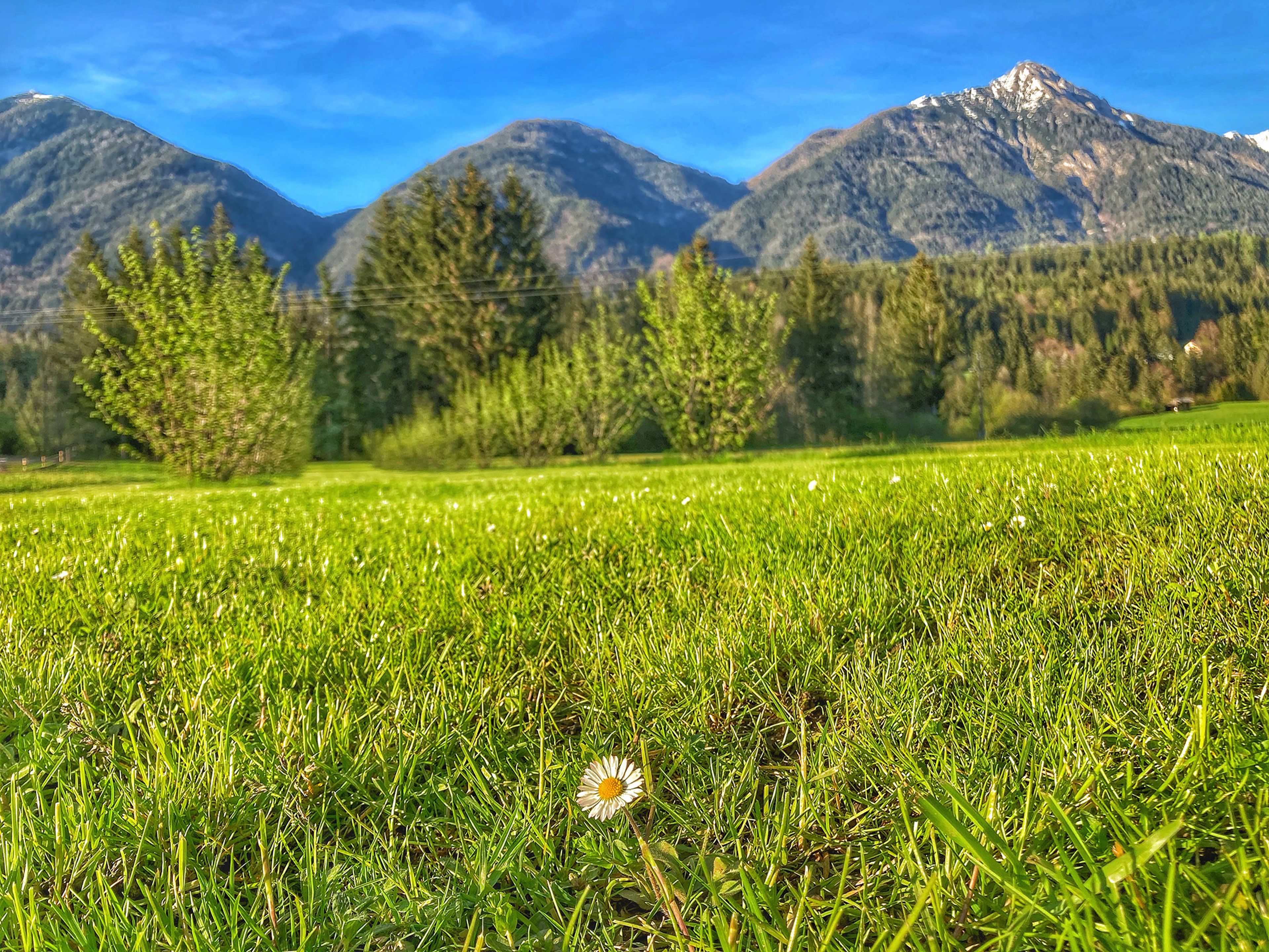 Ein einzelnes Gänseblümchen auf einer üppig grünen Wiese mit Bäumen und schneebedeckten Bergen unter einem klaren blauen Himmel im Hintergrund.