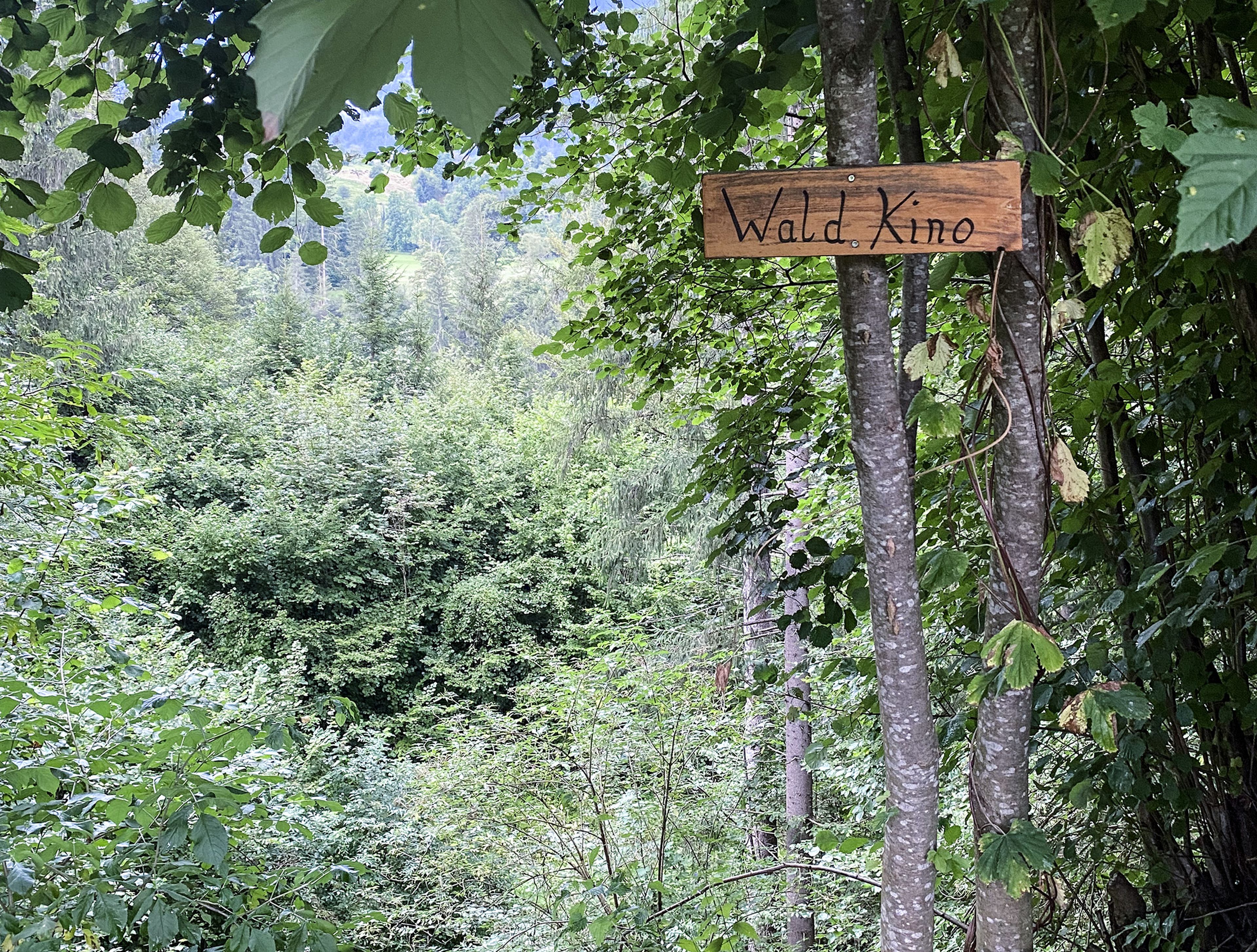 Ein Holzschild mit der Aufschrift „Wald Kino“ hängt an einem Baum in einer üppigen, grünen Waldlandschaft.