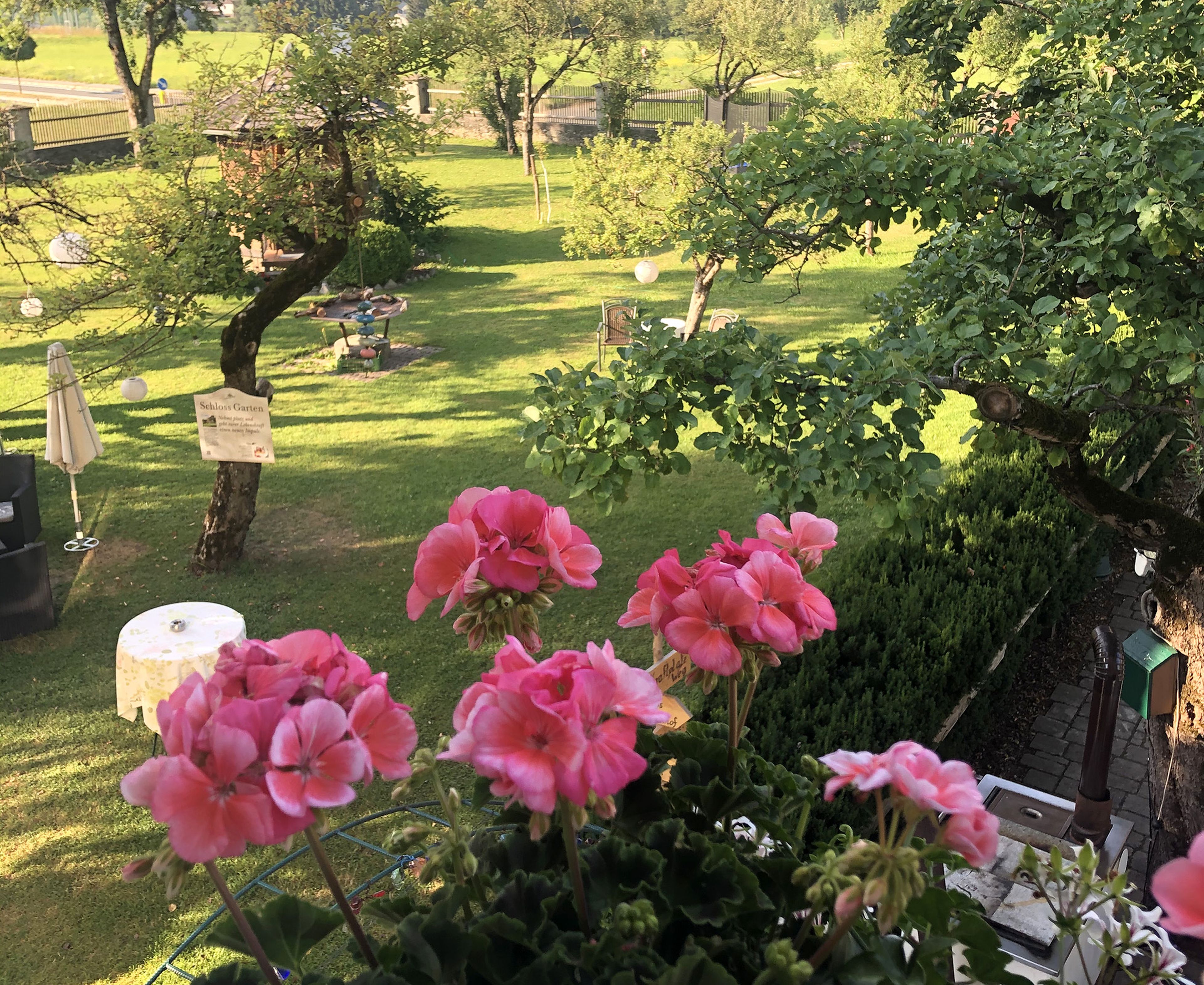 Rosa Geranien im Vordergrund blicken auf einen sonnigen Garten mit Bäumen, Tischen und Hängelaternen auf einem üppigen grünen Rasen.