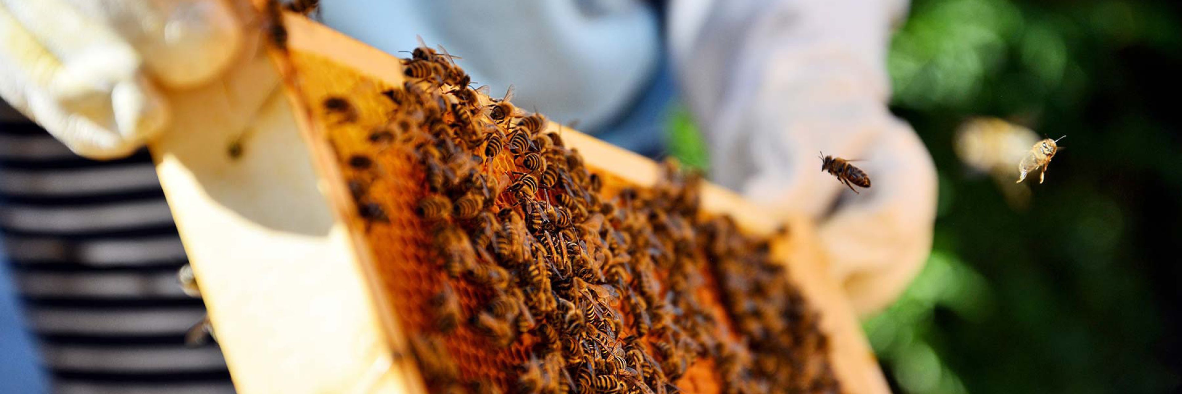 Nahaufnahme eines Imkers, der einen mit Bienen besetzten Wabenrahmen hält, wobei einige Bienen in der Nähe fliegen, vor einem unscharfen natürlichen Hintergrund.