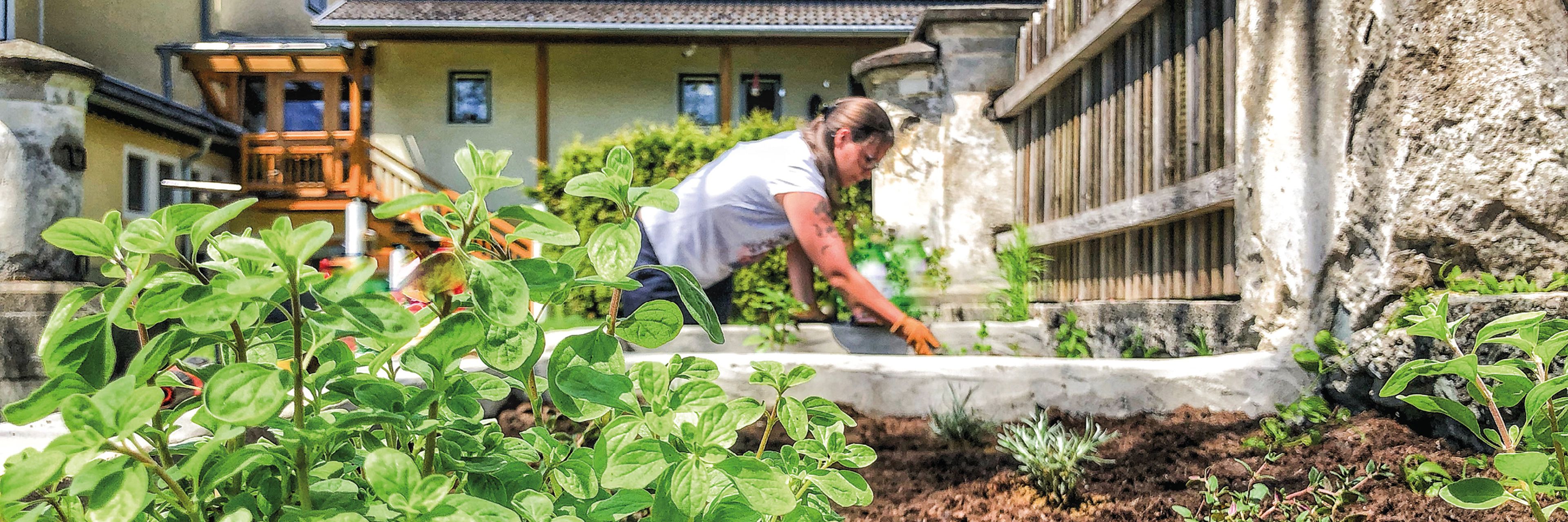 Person bei der Gartenarbeit in einem Hochbeet, umgeben von Grünpflanzen, in der Nähe eines Holzzauns und eines Hauses im Hintergrund.